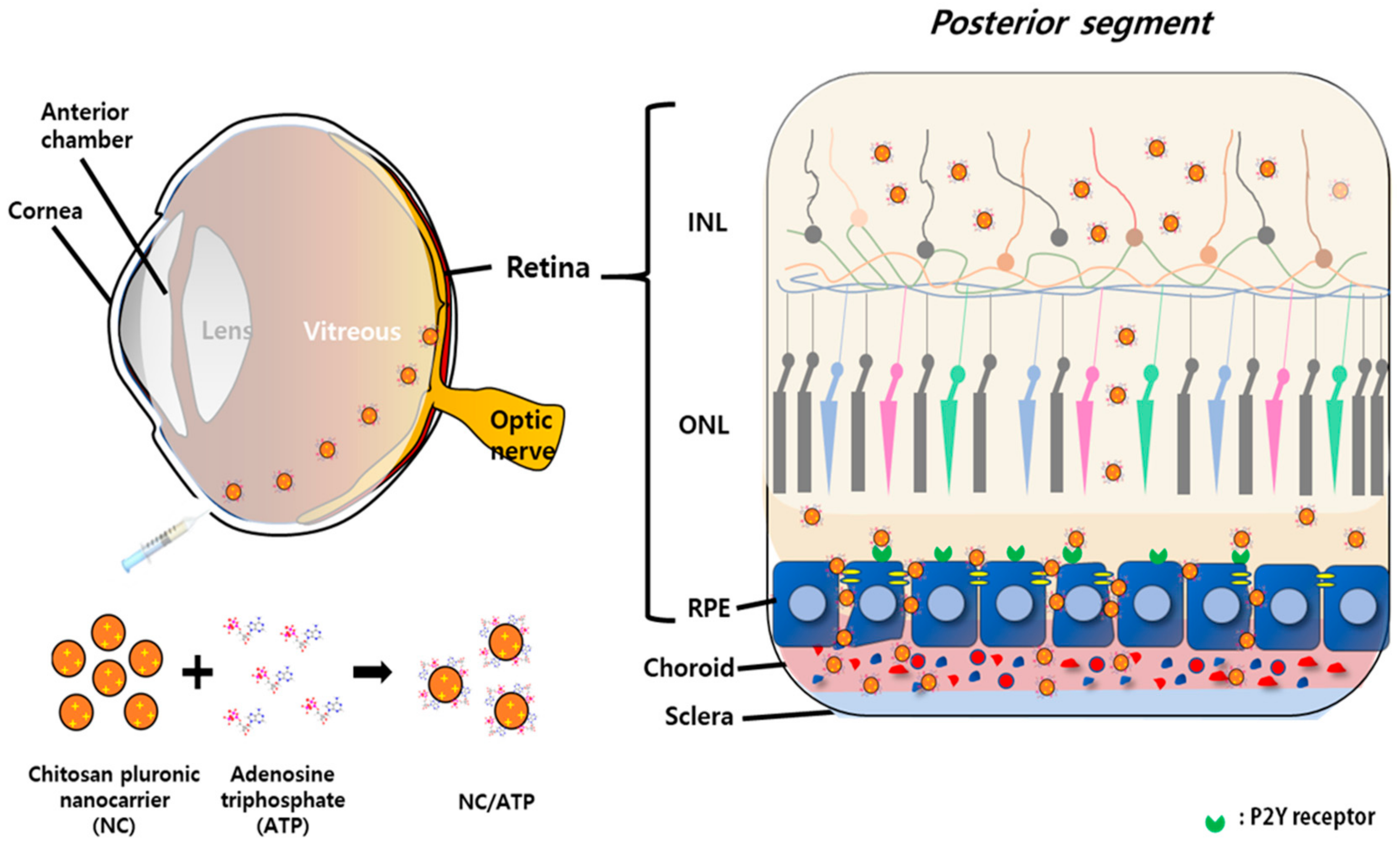Pharmaceutics 13 00463 g001