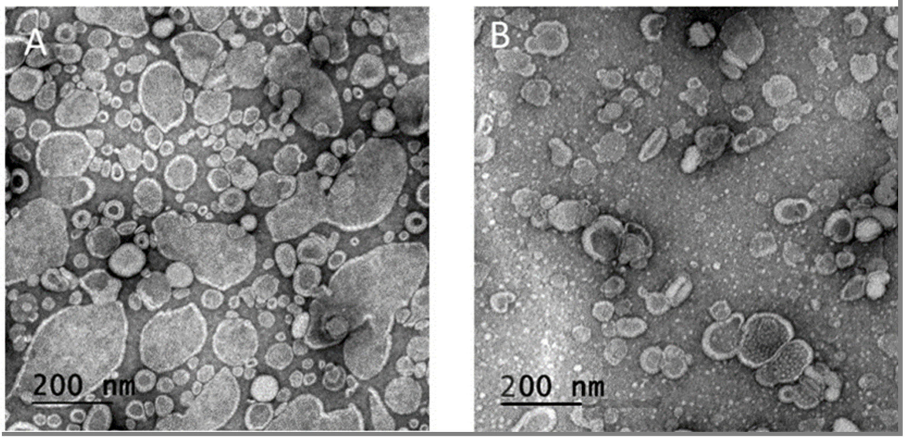 Pharmaceutics 13 00479 g002 Pharmaceutics 13 00479 g002