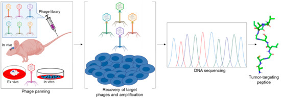 Identification of a novel peptide ligand for the cancer-specific receptor  mutation EGFRvIII using high-throughput sequencing of phage-selected  peptides