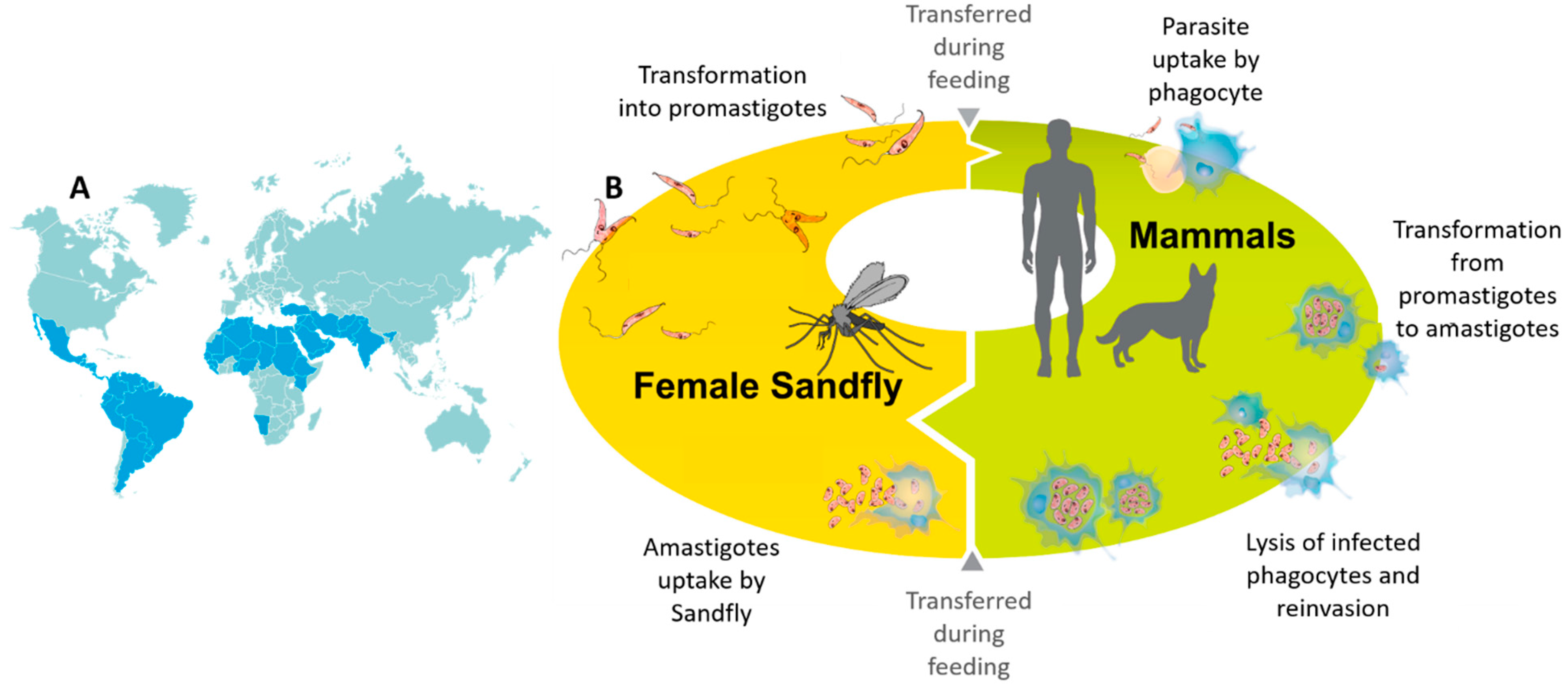 Pharmaceutics 13 00491 g001 Pharmaceutics 13 00491 g001