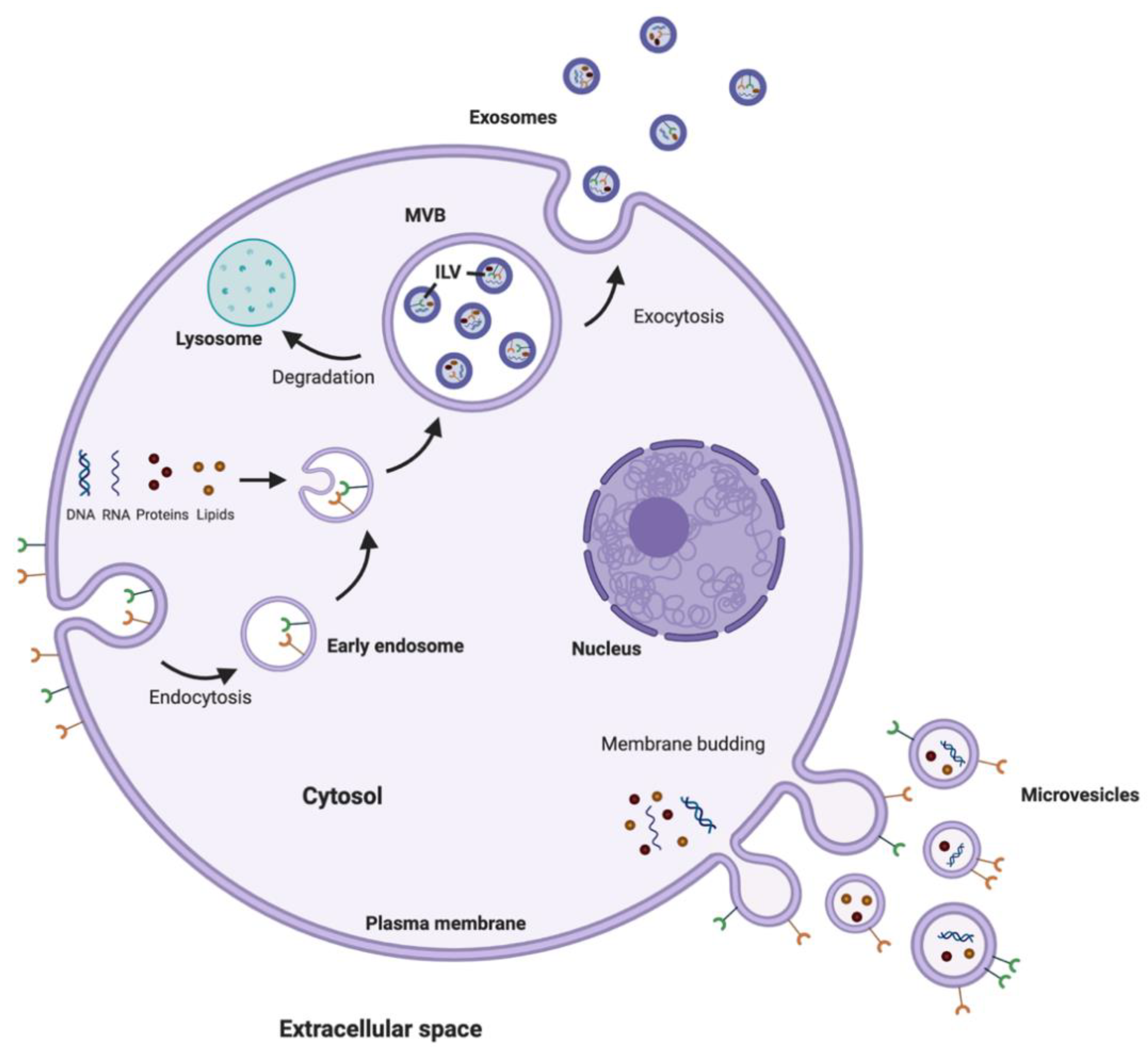 Pharmaceutics 13 00492 g004 Pharmaceutics 13 00492 g004