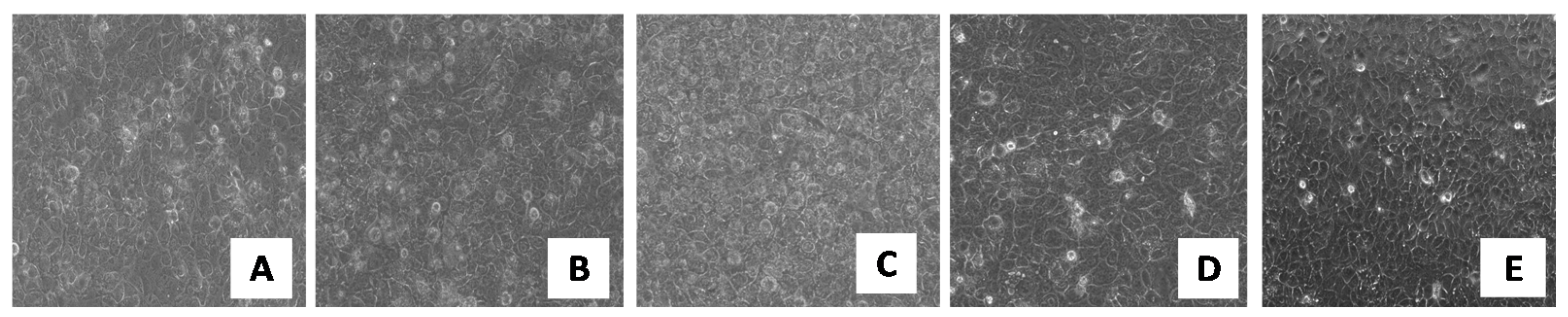 Pharmaceutics 13 00505 g008