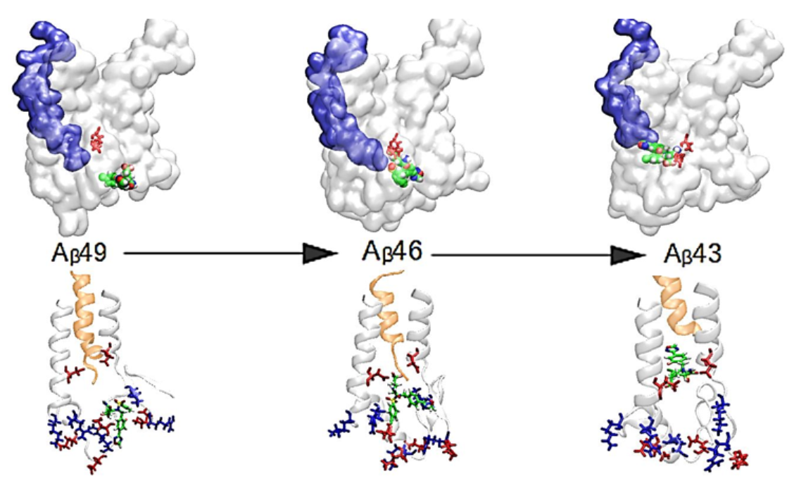 pharmaceutics free full text structural analysis of the simultaneous activation and inhibition of g secretase activity in the development of drugs for alzheimer s disease html