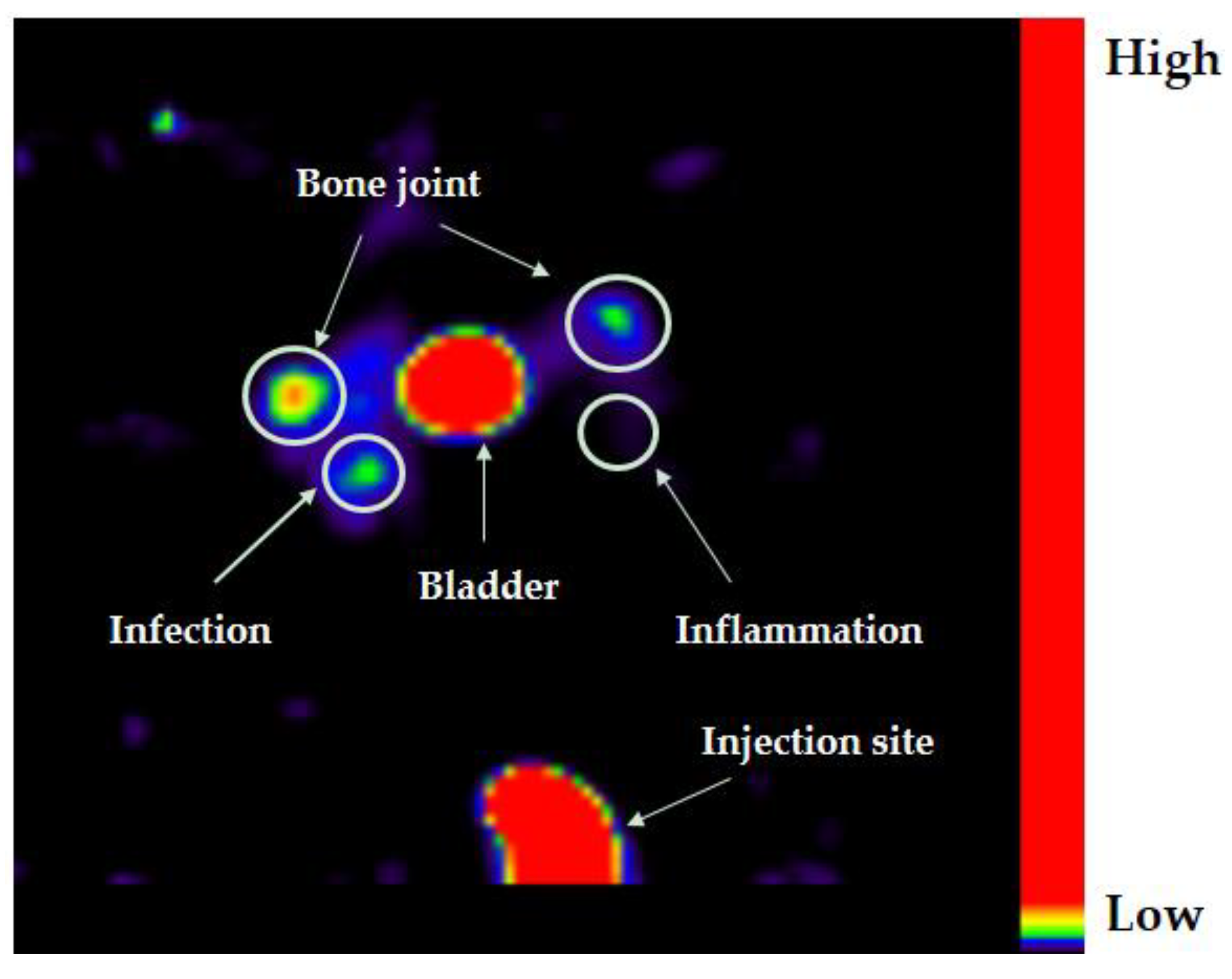 Pharmaceutics 13 00518 g005 Pharmaceutics 13 00518 g005