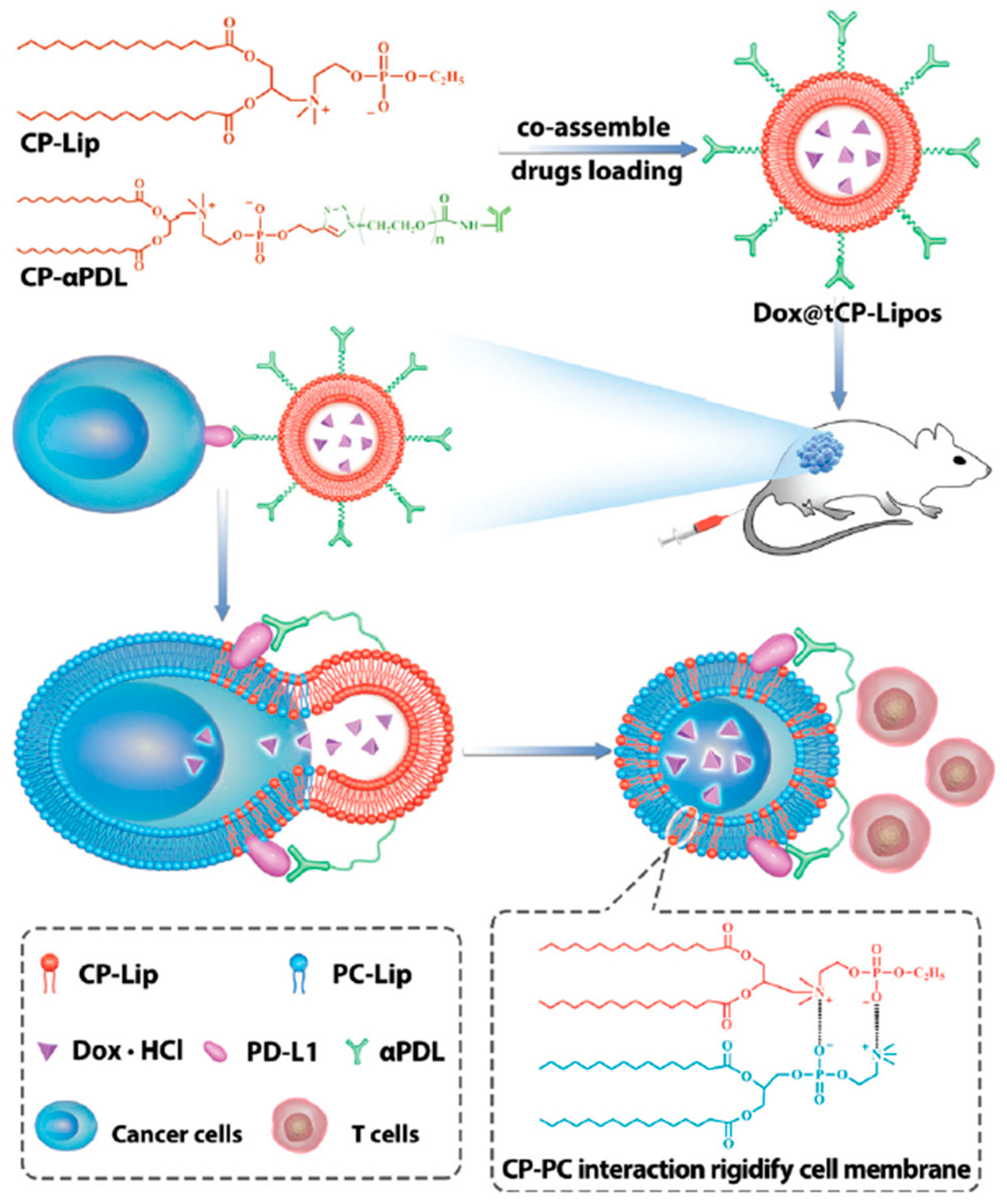 Pharmaceutics 13 00520 g003 Pharmaceutics 13 00520 g003