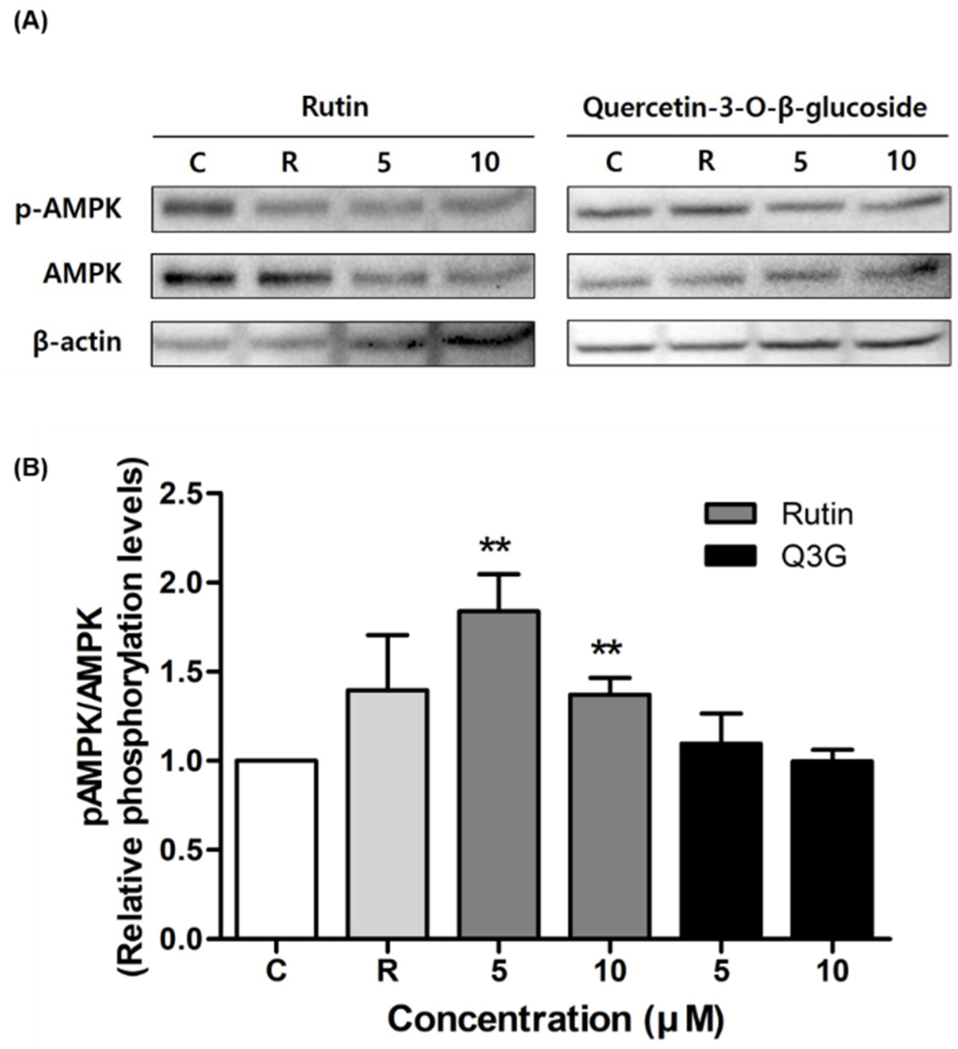 Pharmaceutics 13 00526 g005 Pharmaceutics 13 00526 g005