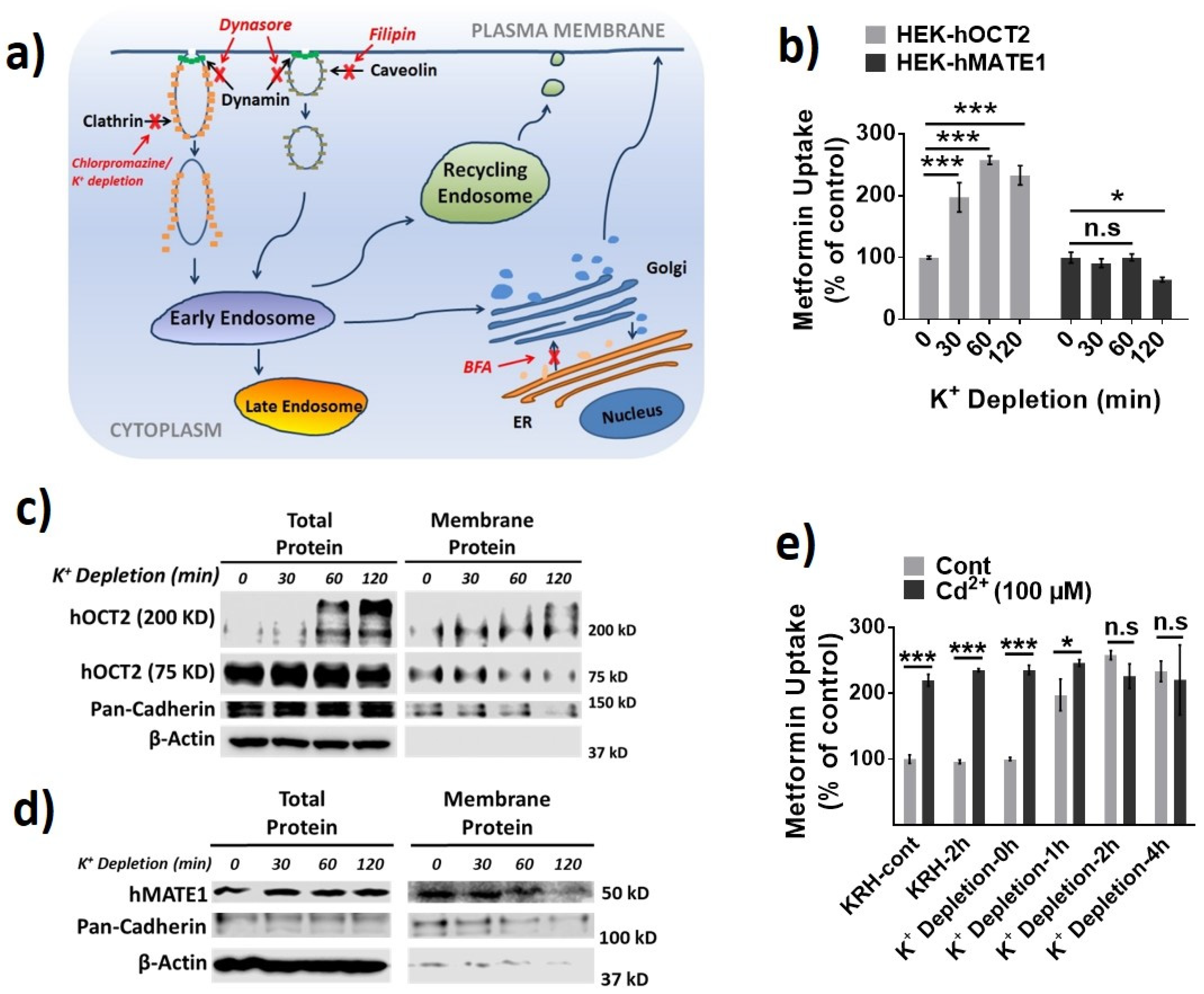 Pharmaceutics 13 00537 g003