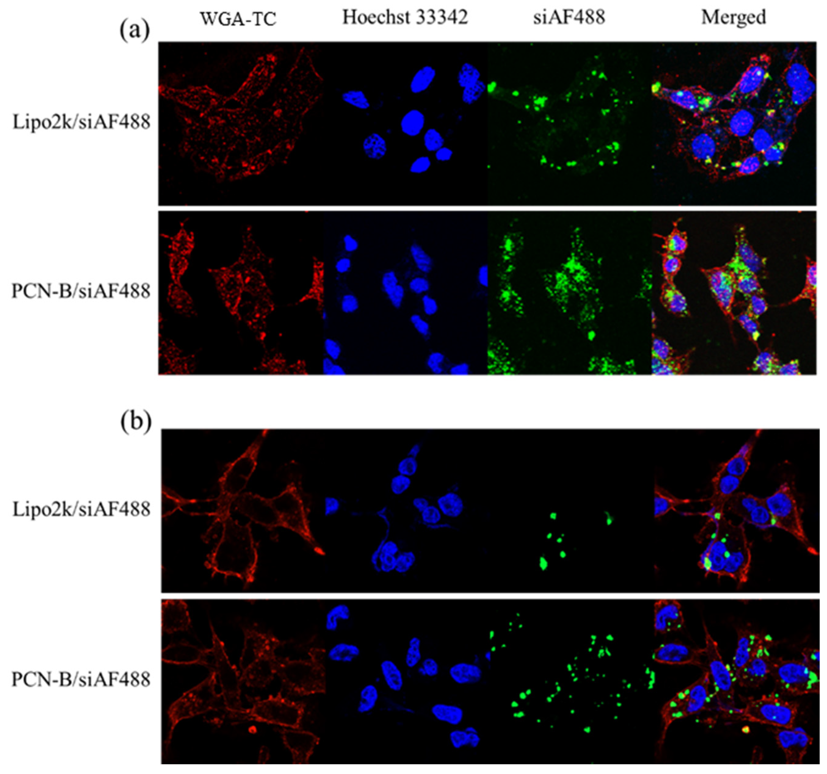 Pharmaceutics 13 00550 g003