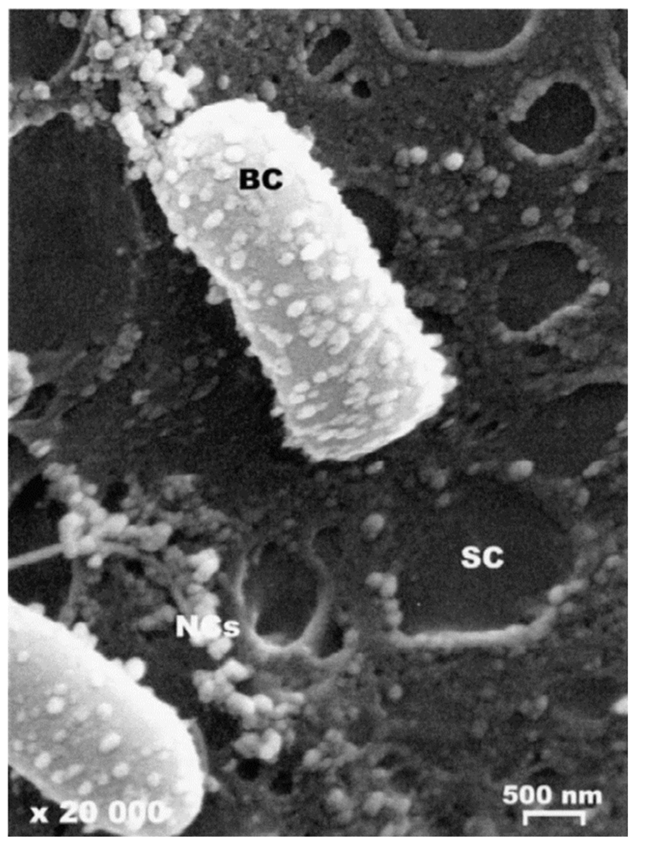 Pharmaceutics 13 00558 g008