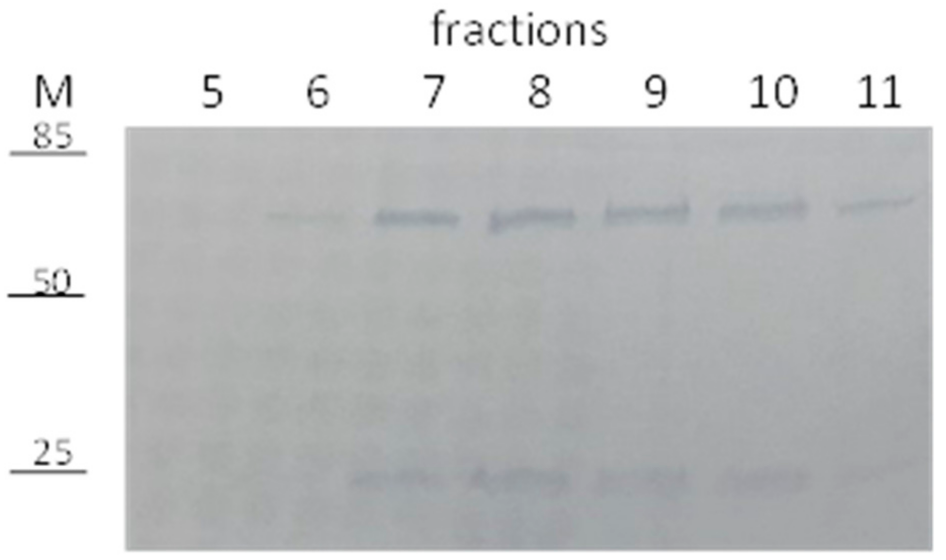 Pharmaceutics 13 00560 g003