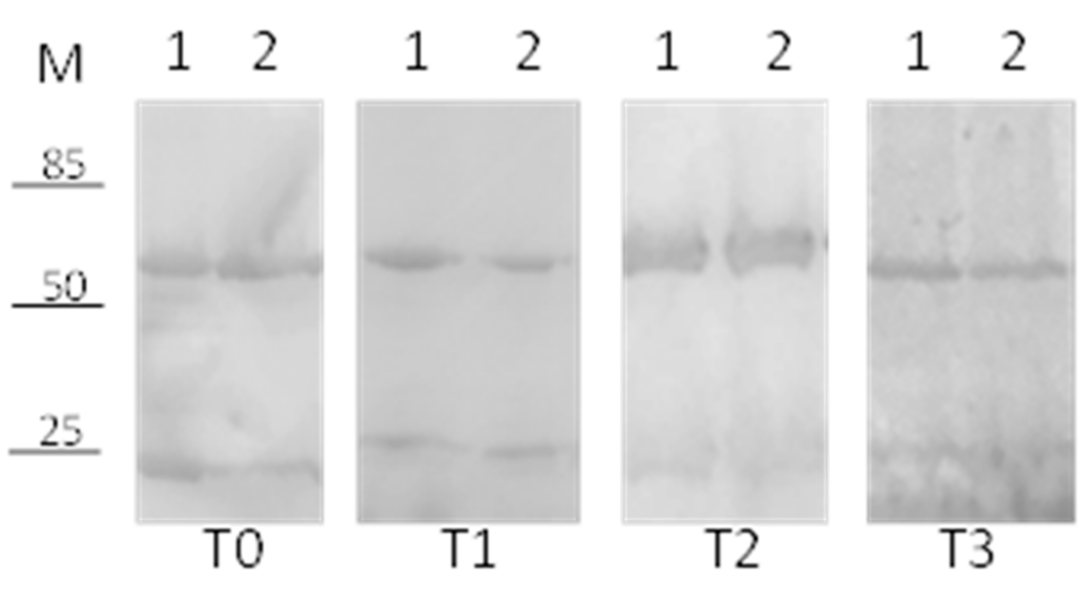 Pharmaceutics 13 00560 g005