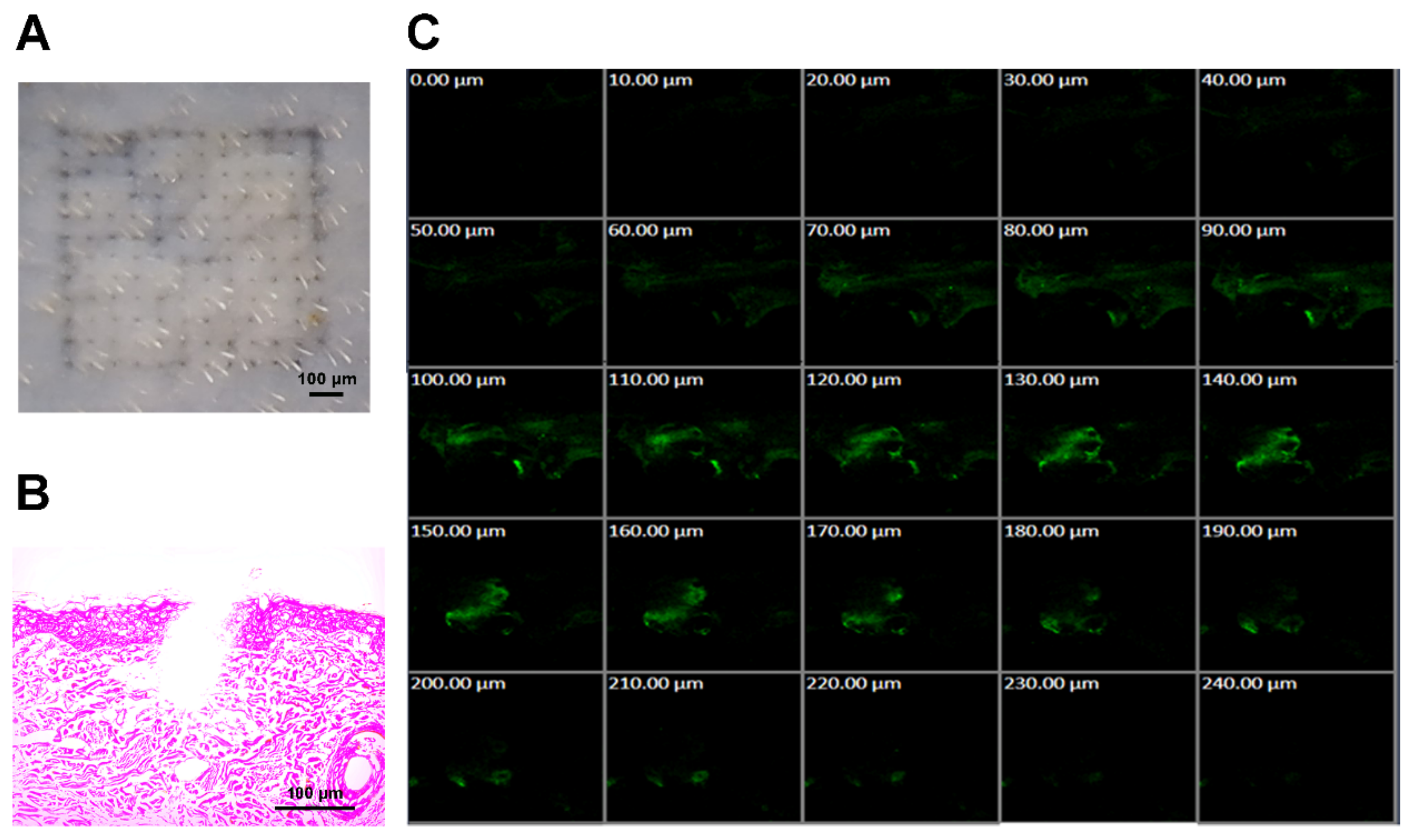Pharmaceutics 13 00579 g004 Pharmaceutics 13 00579 g004