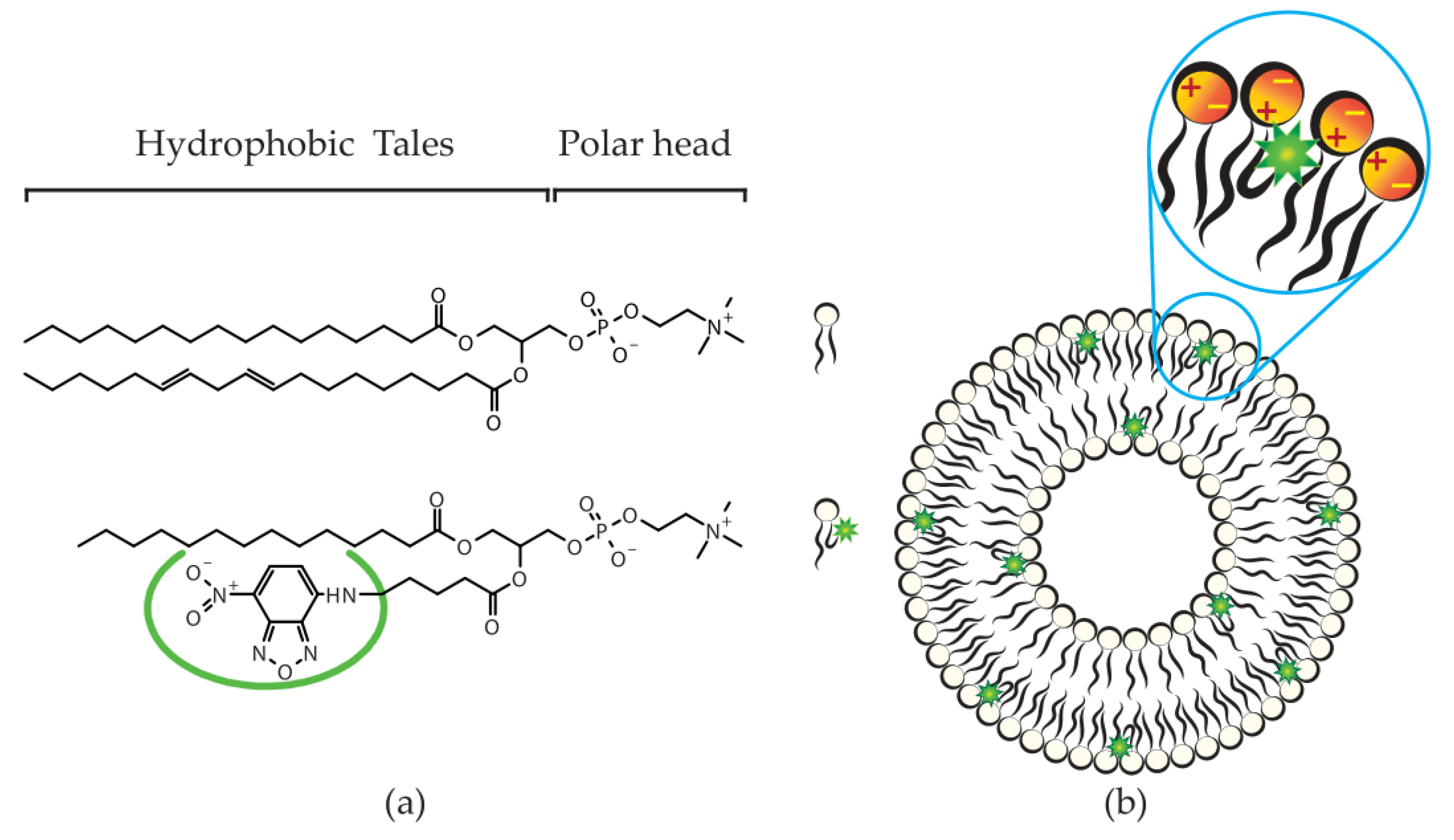 Pharmaceutics 13 00590 g001 Pharmaceutics 13 00590 g001