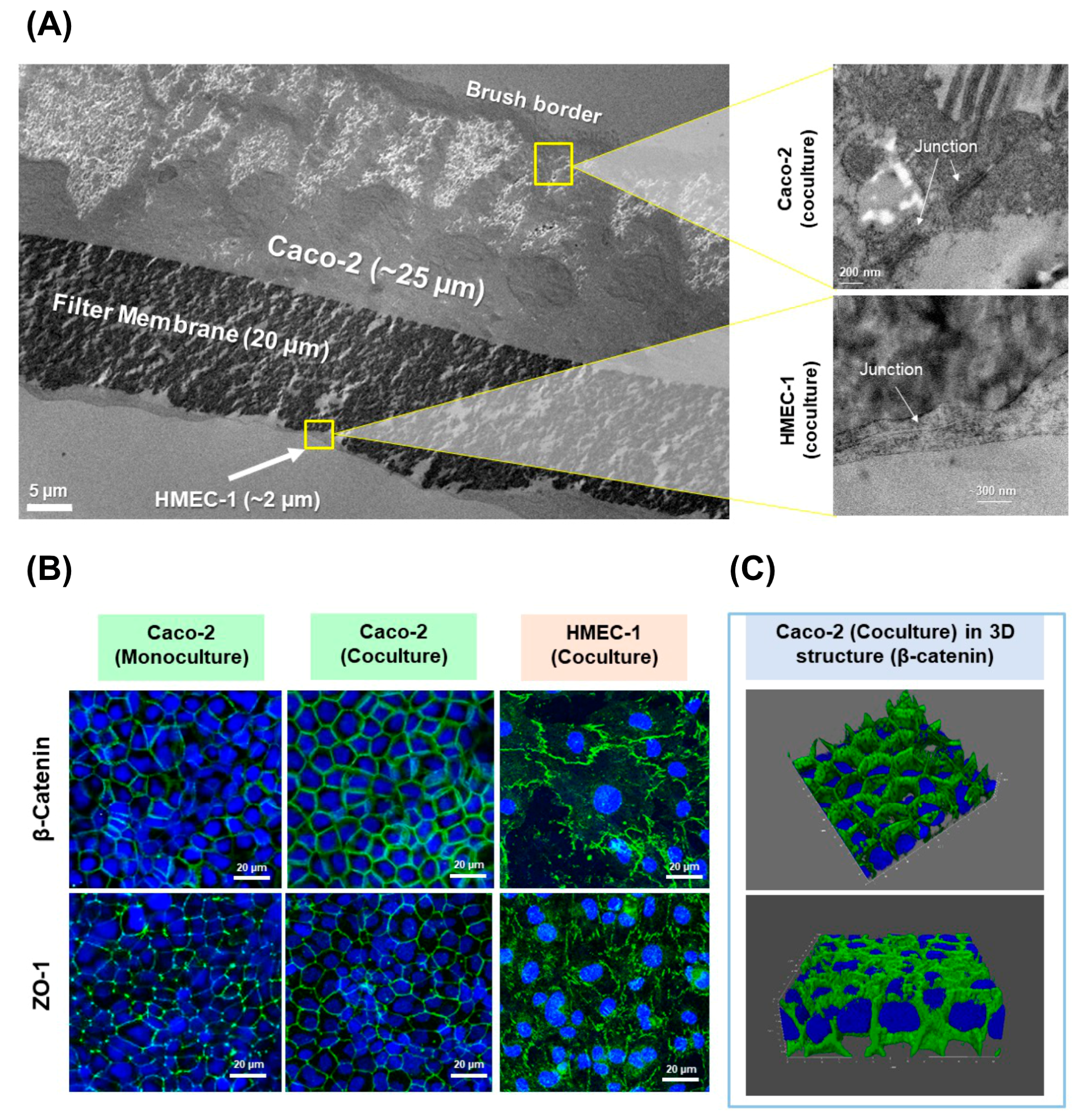 Pharmaceutics 13 00595 g001 Pharmaceutics 13 00595 g001