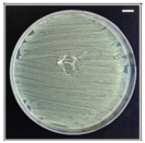 Pharmaceutics 13 00613 i001