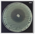 Pharmaceutics 13 00613 i002