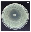 Pharmaceutics 13 00613 i003