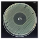 Pharmaceutics 13 00613 i004