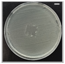 Pharmaceutics 13 00613 i005