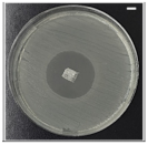 Pharmaceutics 13 00613 i006