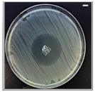 Pharmaceutics 13 00613 i008