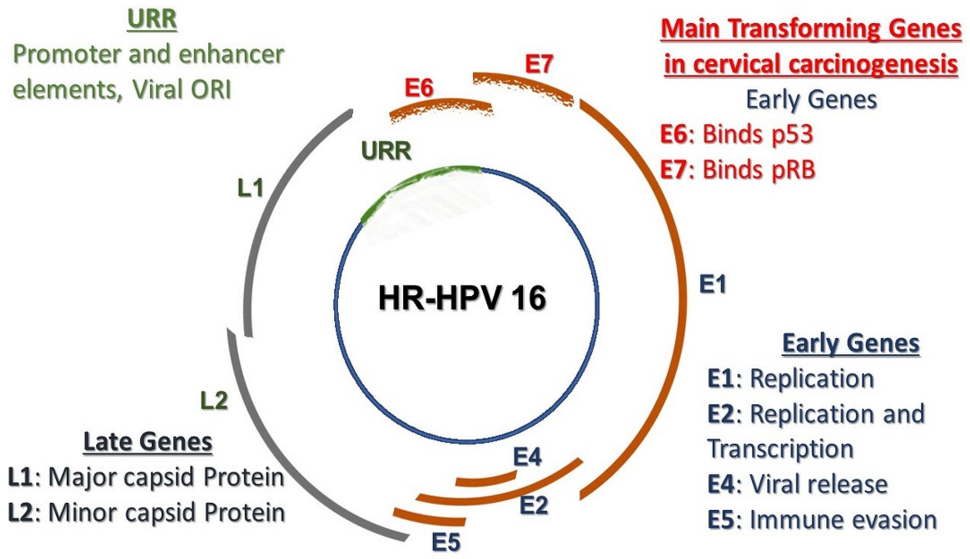 Pharmaceutics 13 00626 g002