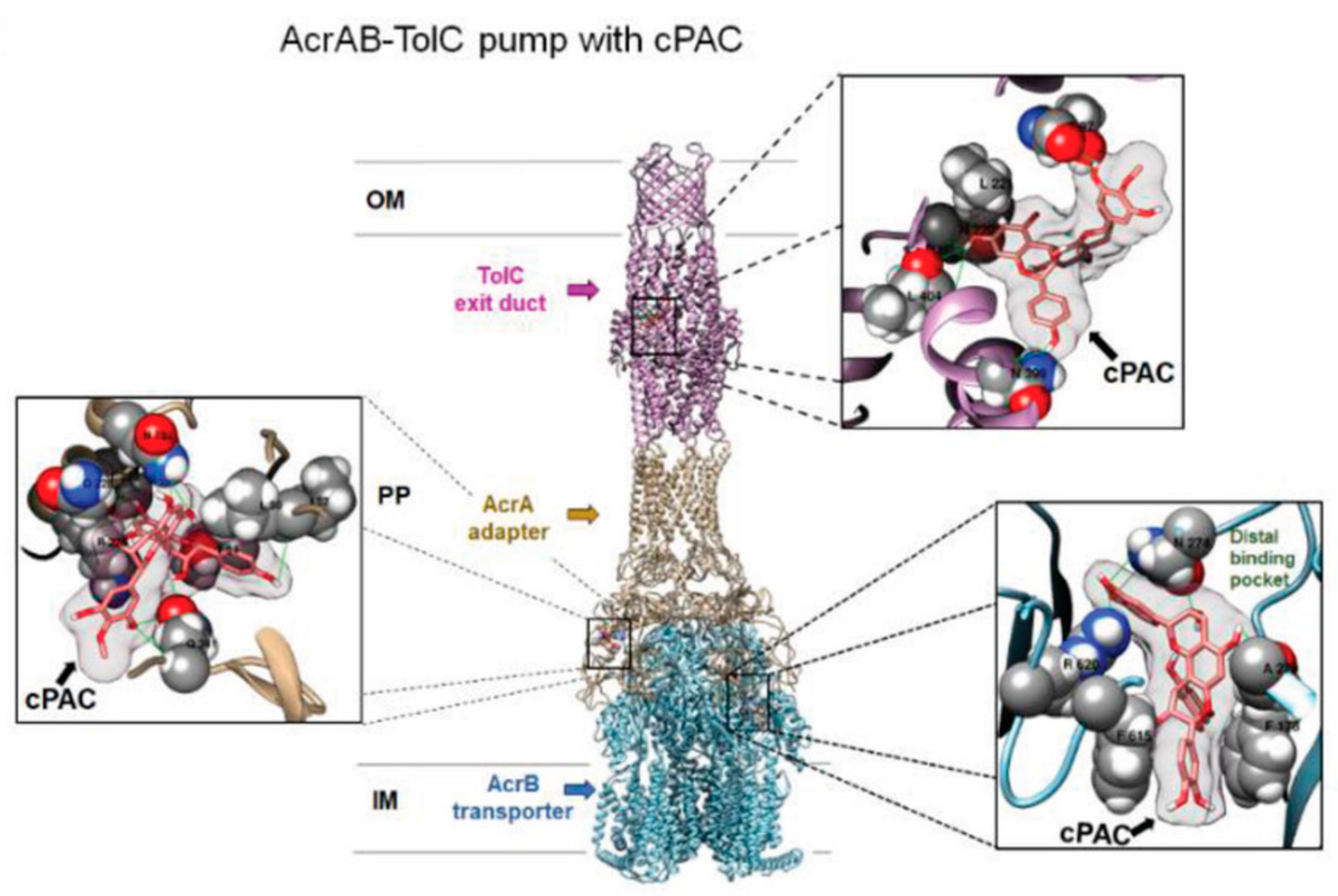 Pharmaceutics 13 00660 g003