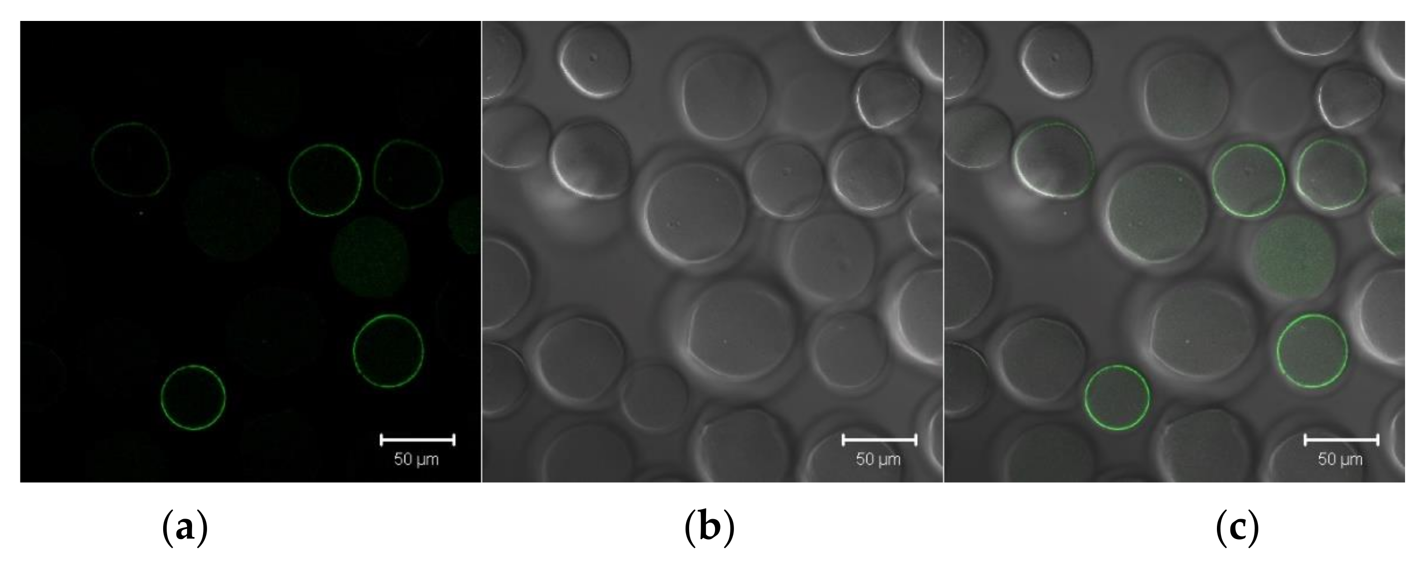 Pharmaceutics 13 00672 g006a