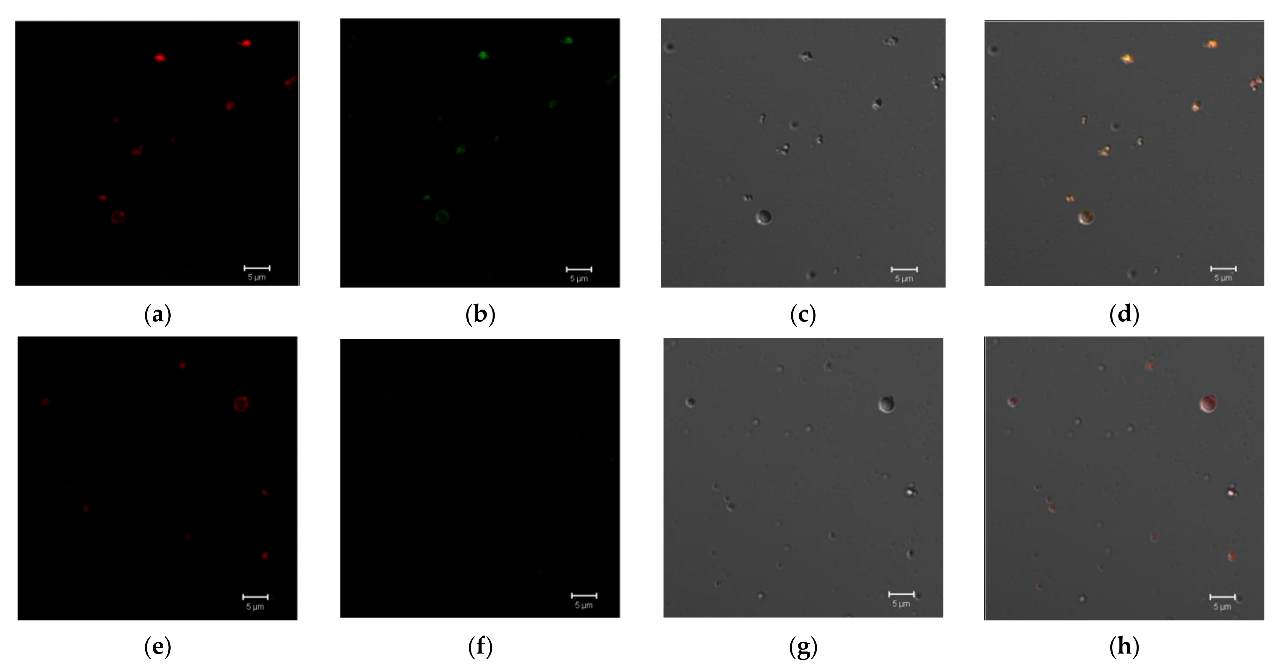 Pharmaceutics 13 00672 g010