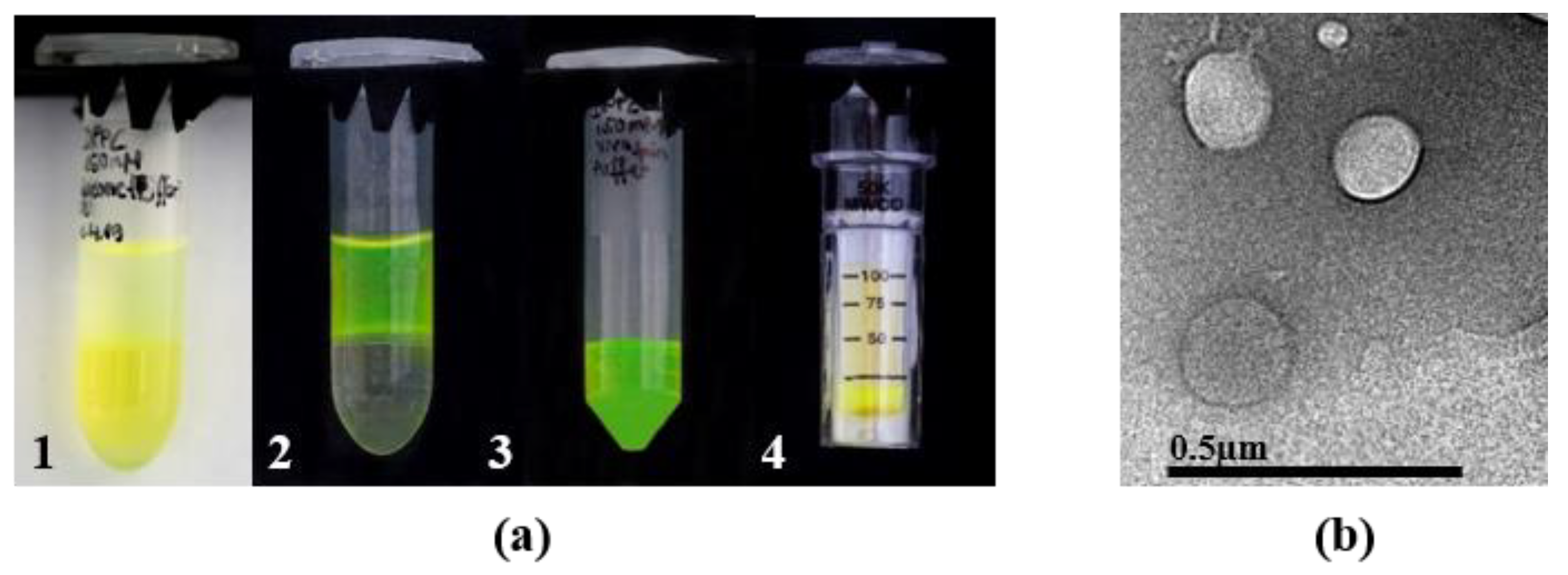 Pharmaceutics 13 00691 g002