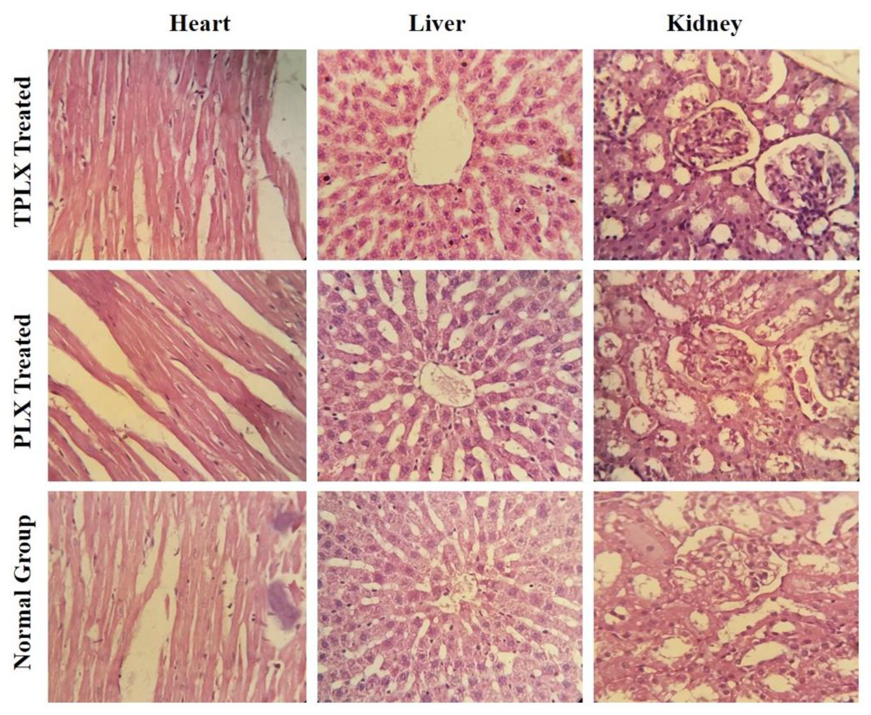 Pharmaceutics 13 00693 g006