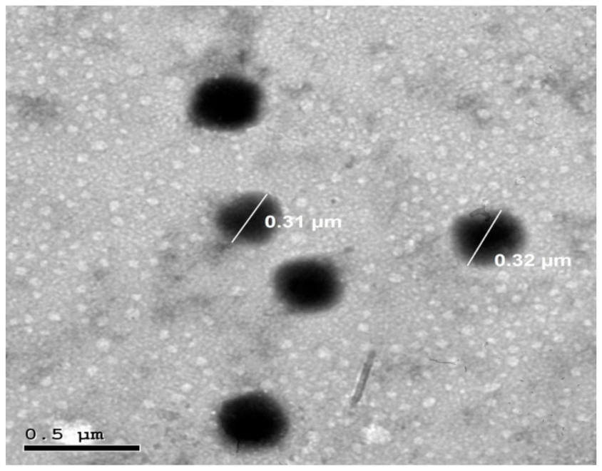 Pharmaceutics 13 00700 g003 Pharmaceutics 13 00700 g003