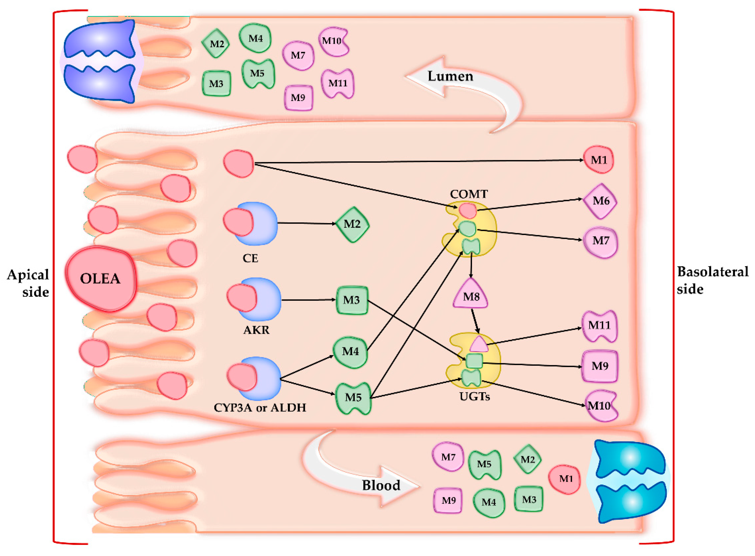 Pharmaceutics 13 00719 g004 Pharmaceutics 13 00719 g004