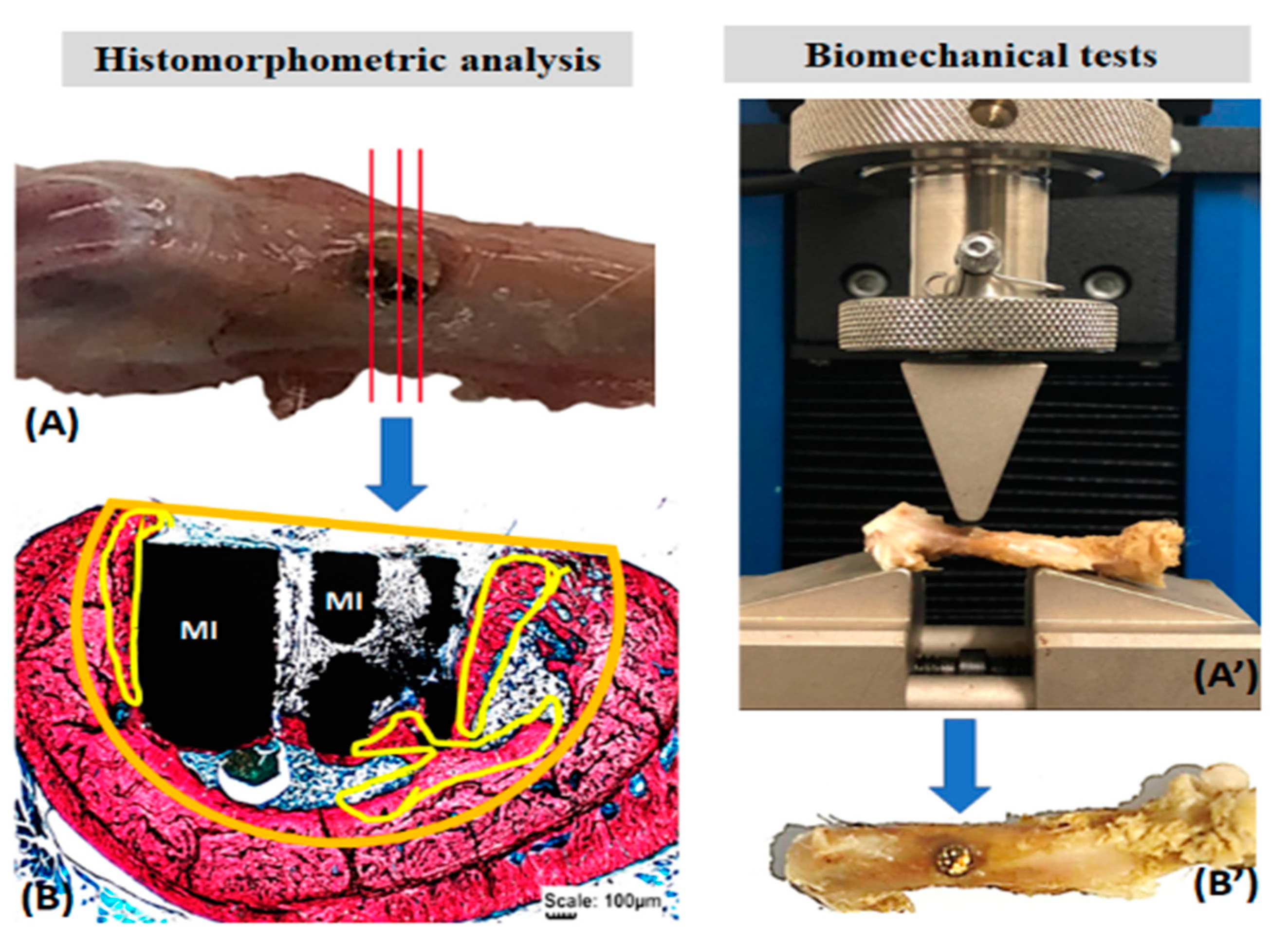 Pharmaceutics 13 00724 g002 Pharmaceutics 13 00724 g002