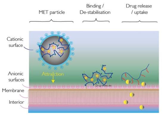 Pharmaceutics Free Full Text Polymeric Micelles For The Enhanced Deposition Of Hydrophobic Drugs Into Ocular Tissues Without Plasma Exposure Html
