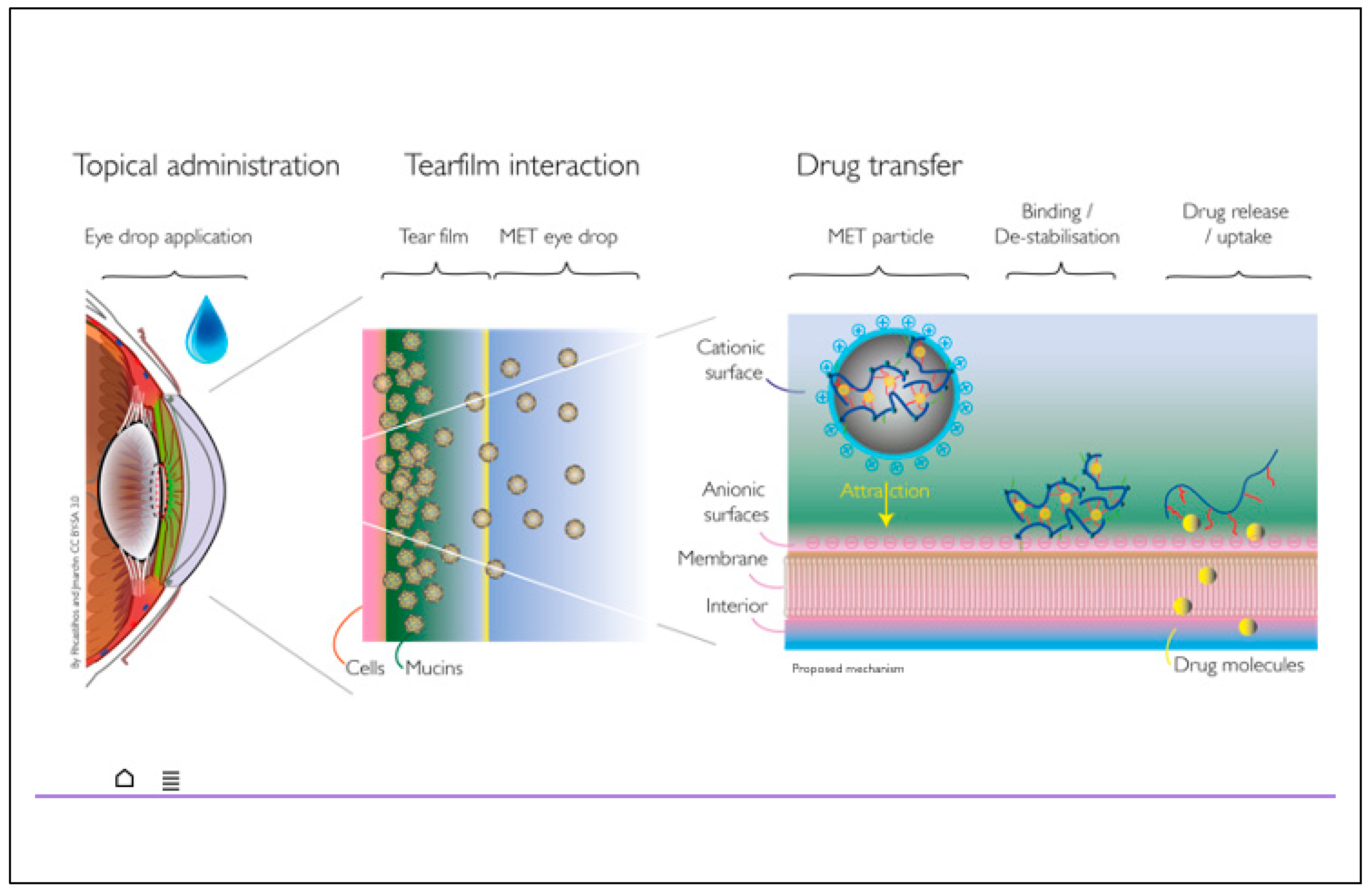Pharmaceutics 13 00744 g003 Pharmaceutics 13 00744 g003