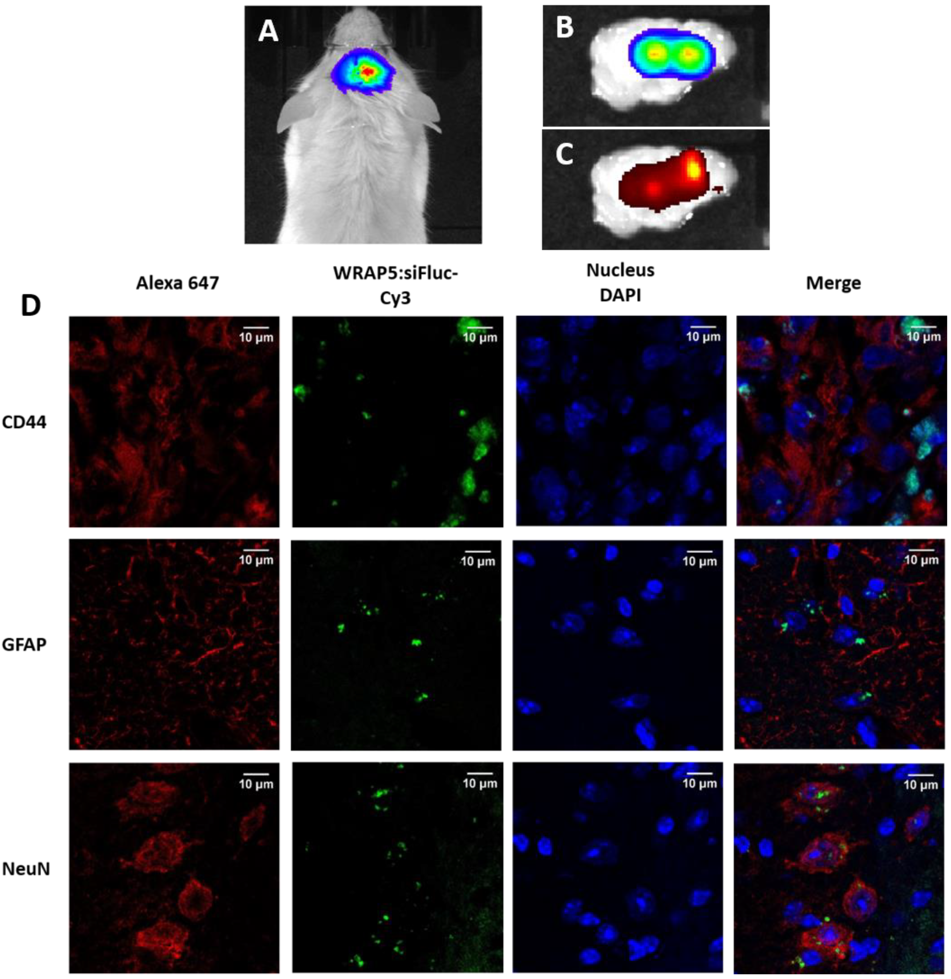 Pharmaceutics 13 00749 g003