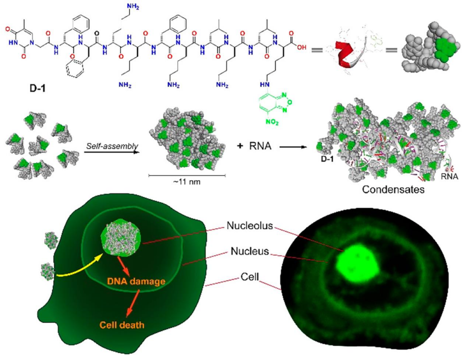Pharmaceutics 13 00753 g001