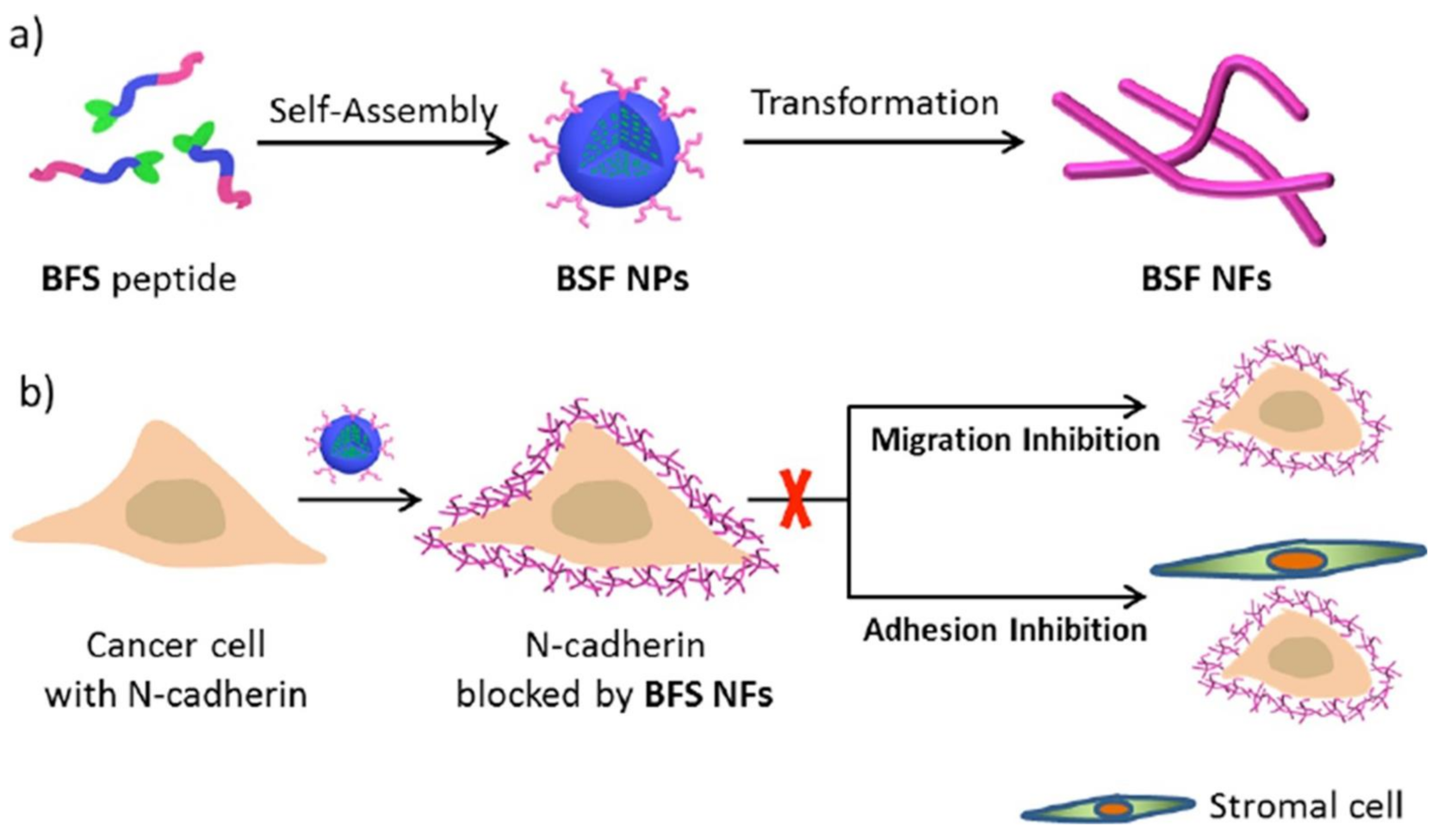 Pharmaceutics 13 00753 g003