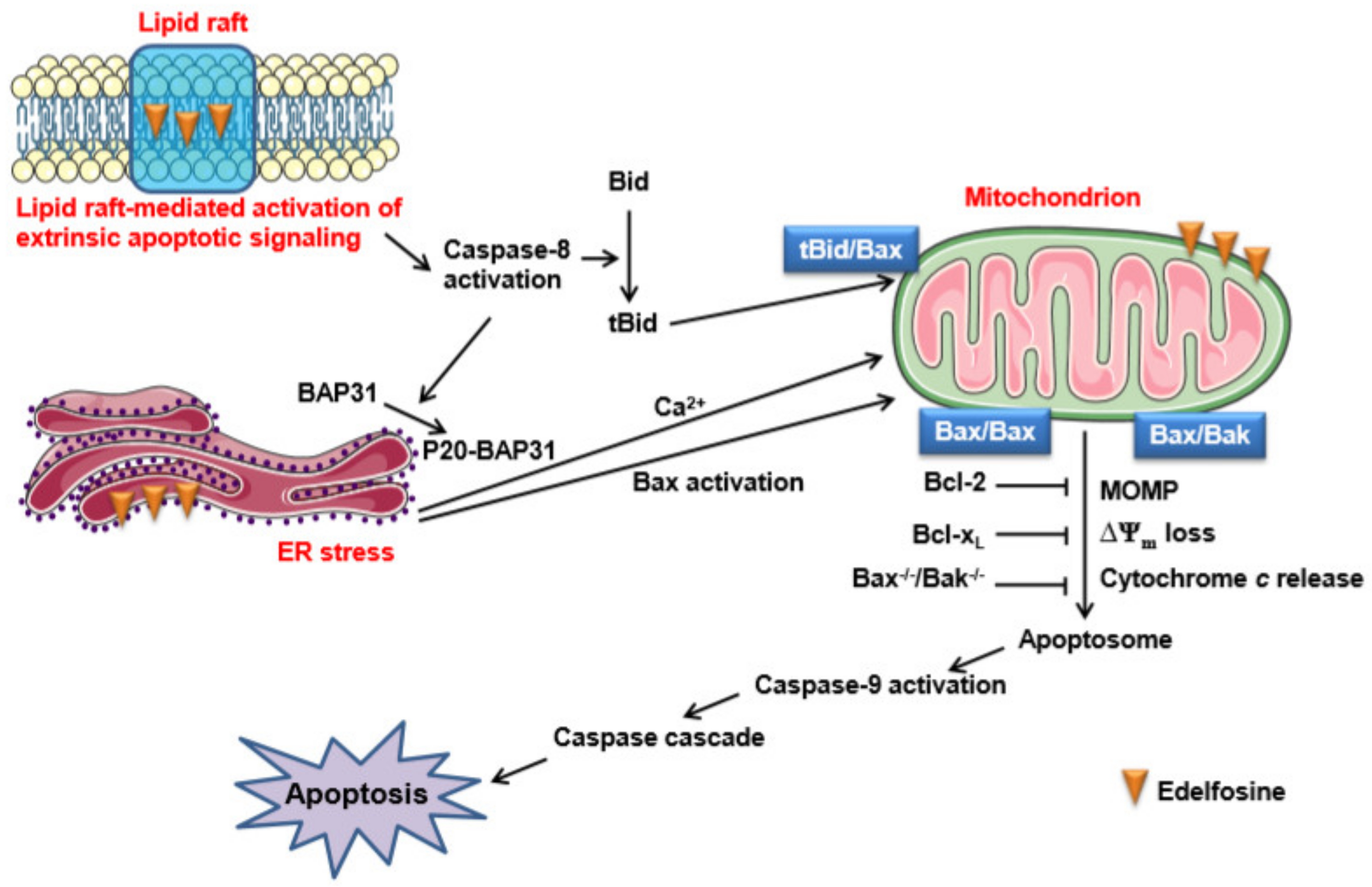 Pharmaceutics 13 00763 g002 Pharmaceutics 13 00763 g002