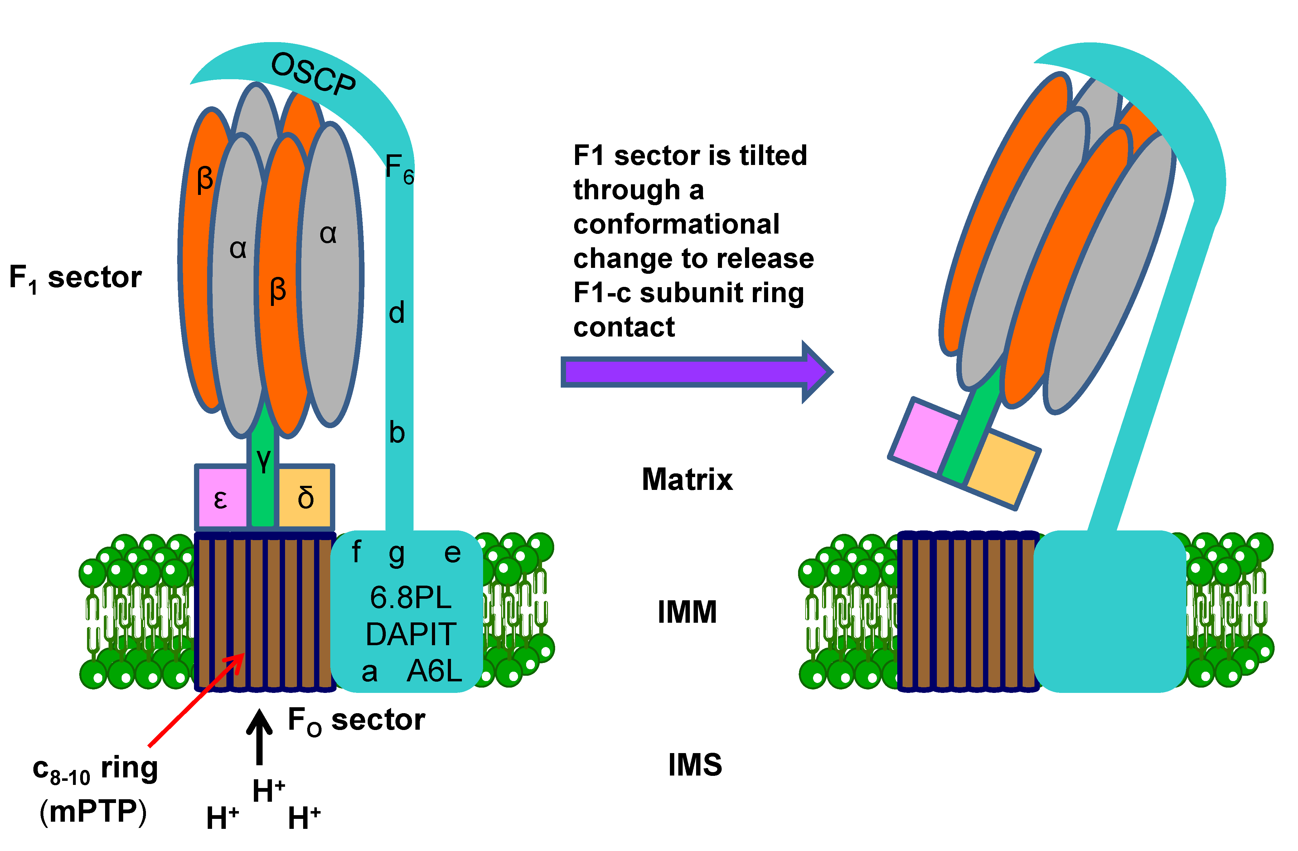 Pharmaceutics 13 00763 g006 Pharmaceutics 13 00763 g006