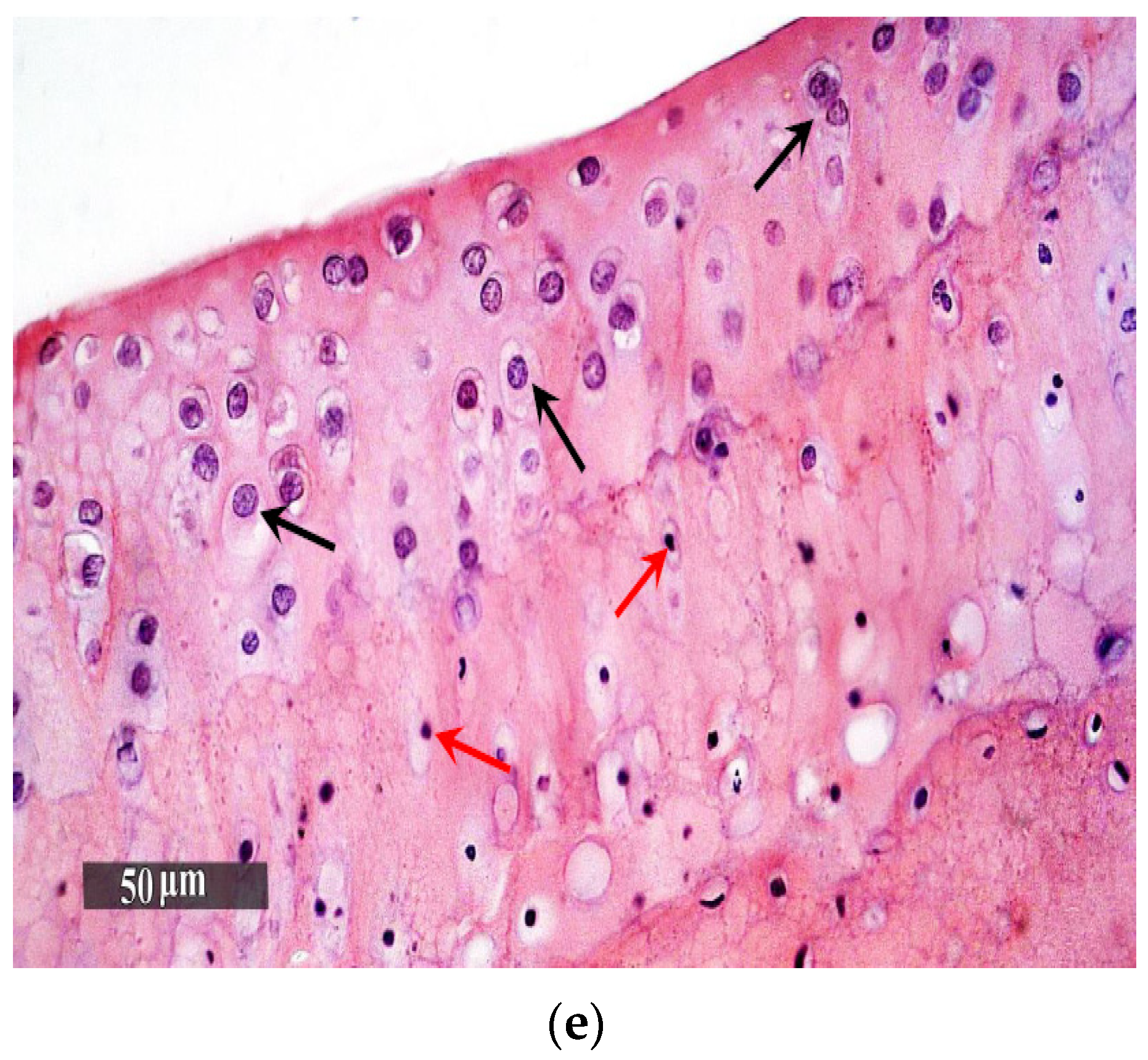 Pharmaceutics 13 00765 g008b