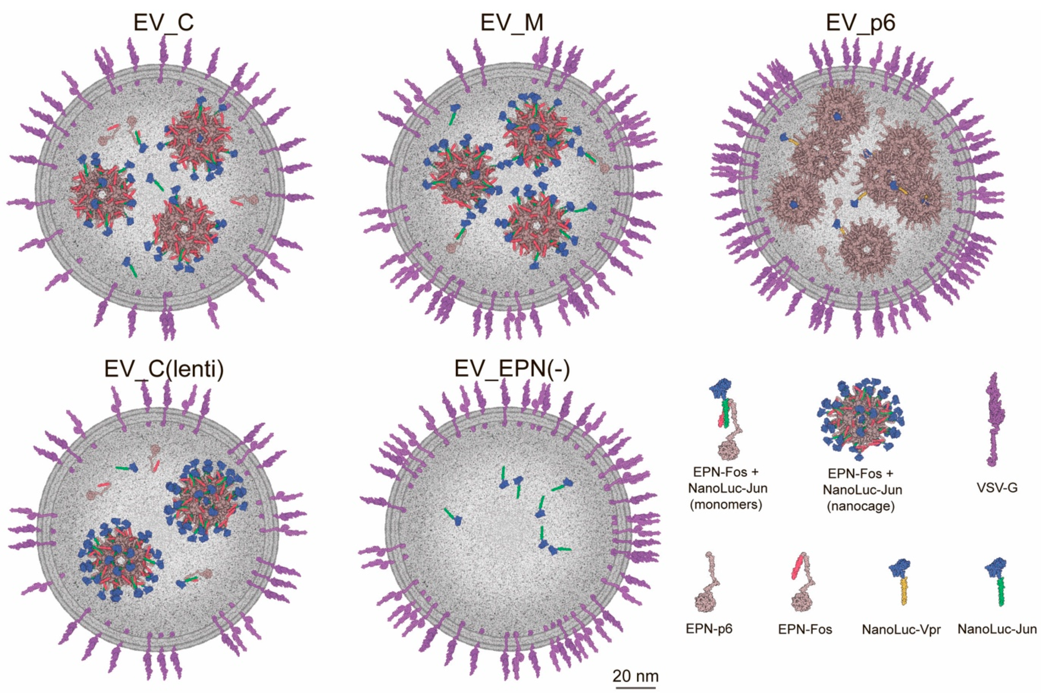 Pharmaceutics 13 00768 g006 Pharmaceutics 13 00768 g006