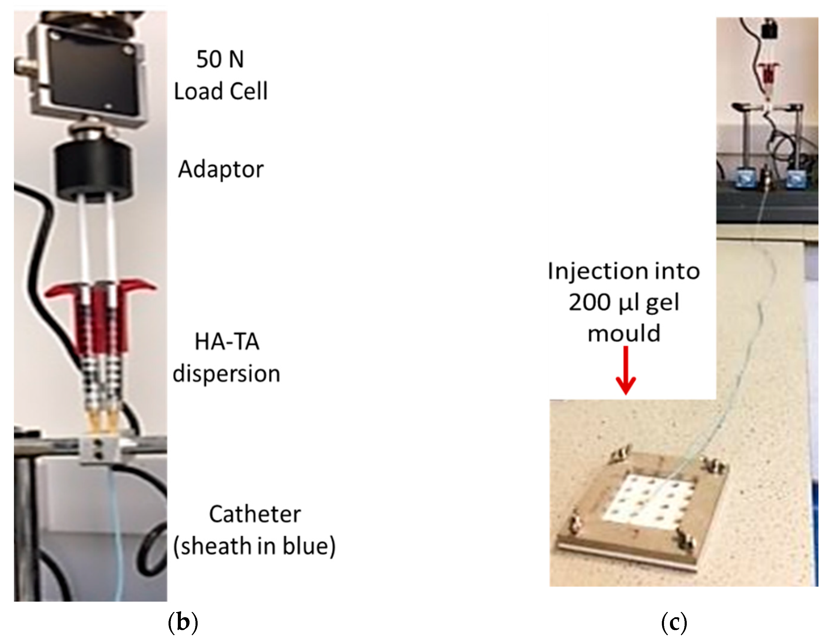 Pharmaceutics 13 00779 g002b Pharmaceutics 13 00779 g002b