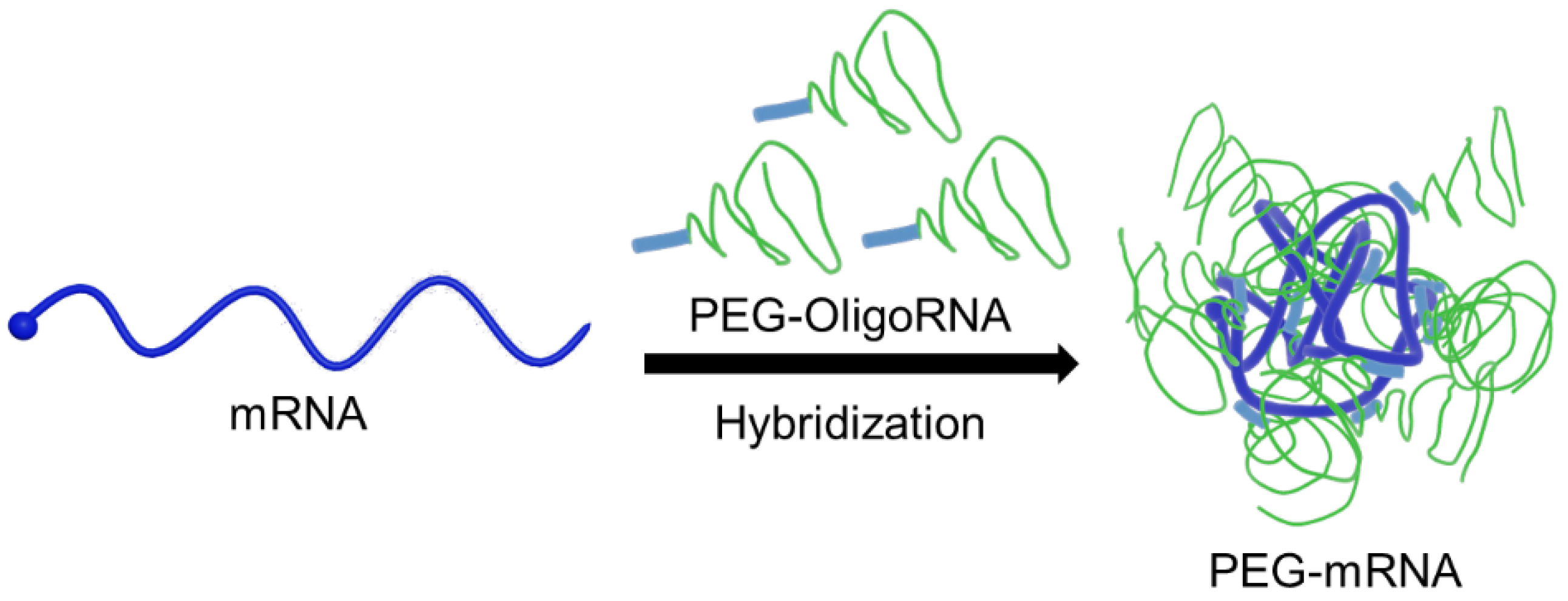 Pharmaceutics 13 00800 g001 Pharmaceutics 13 00800 g001