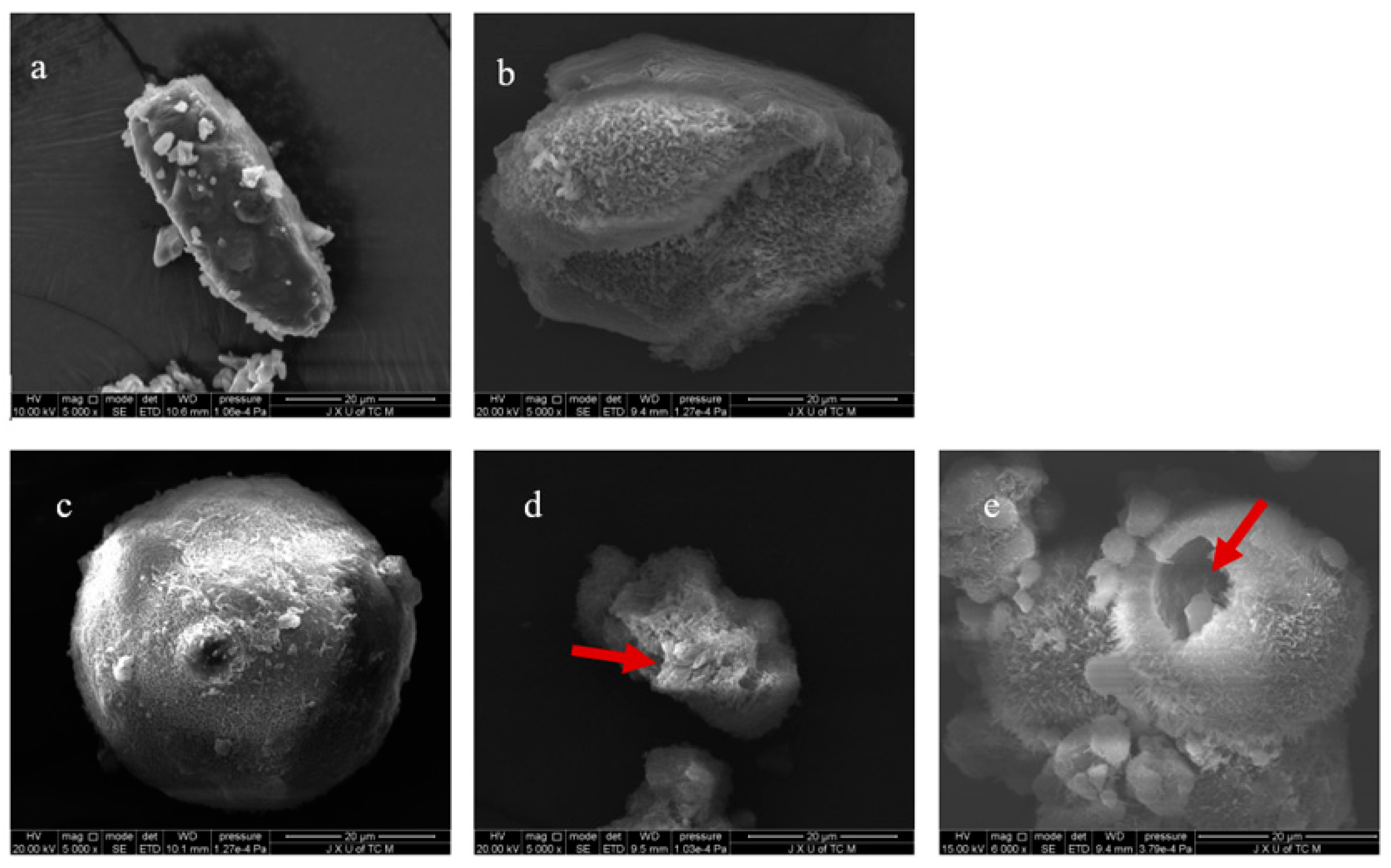 Pharmaceutics 13 00814 g001 Pharmaceutics 13 00814 g001