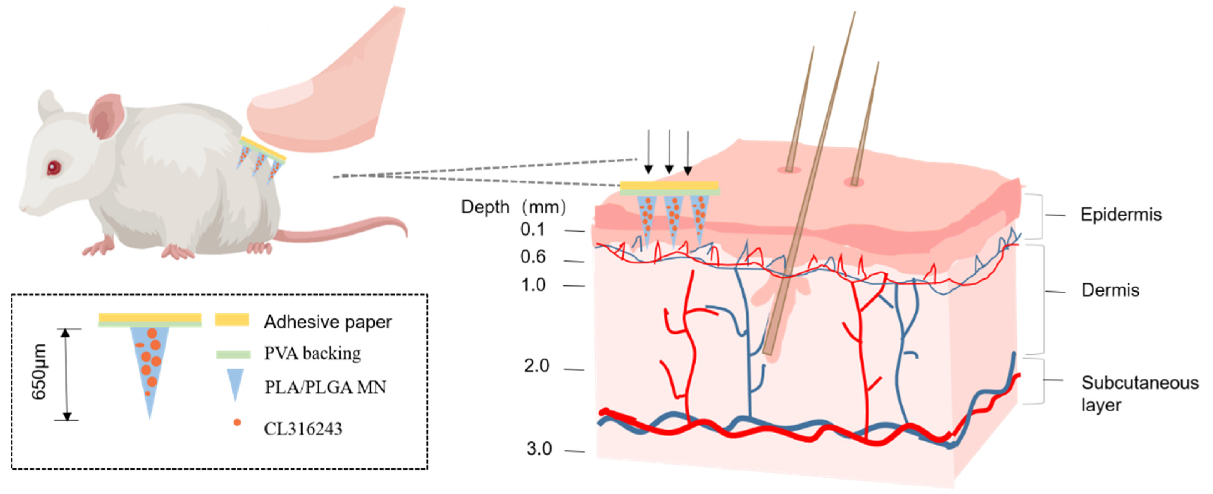 Pharmaceutics 13 00827 g001 Pharmaceutics 13 00827 g001