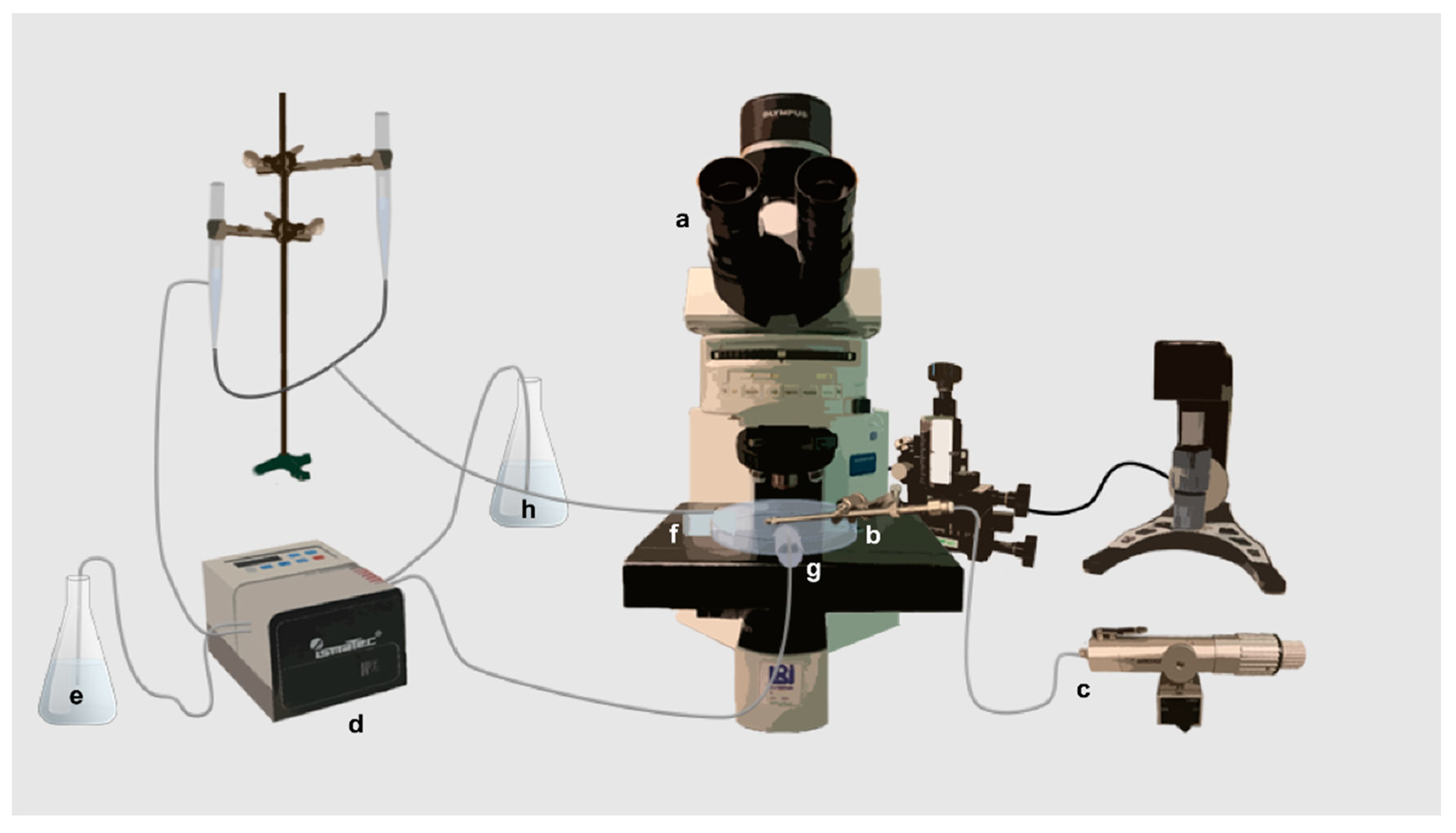 Pharmaceutics 13 00835 g001