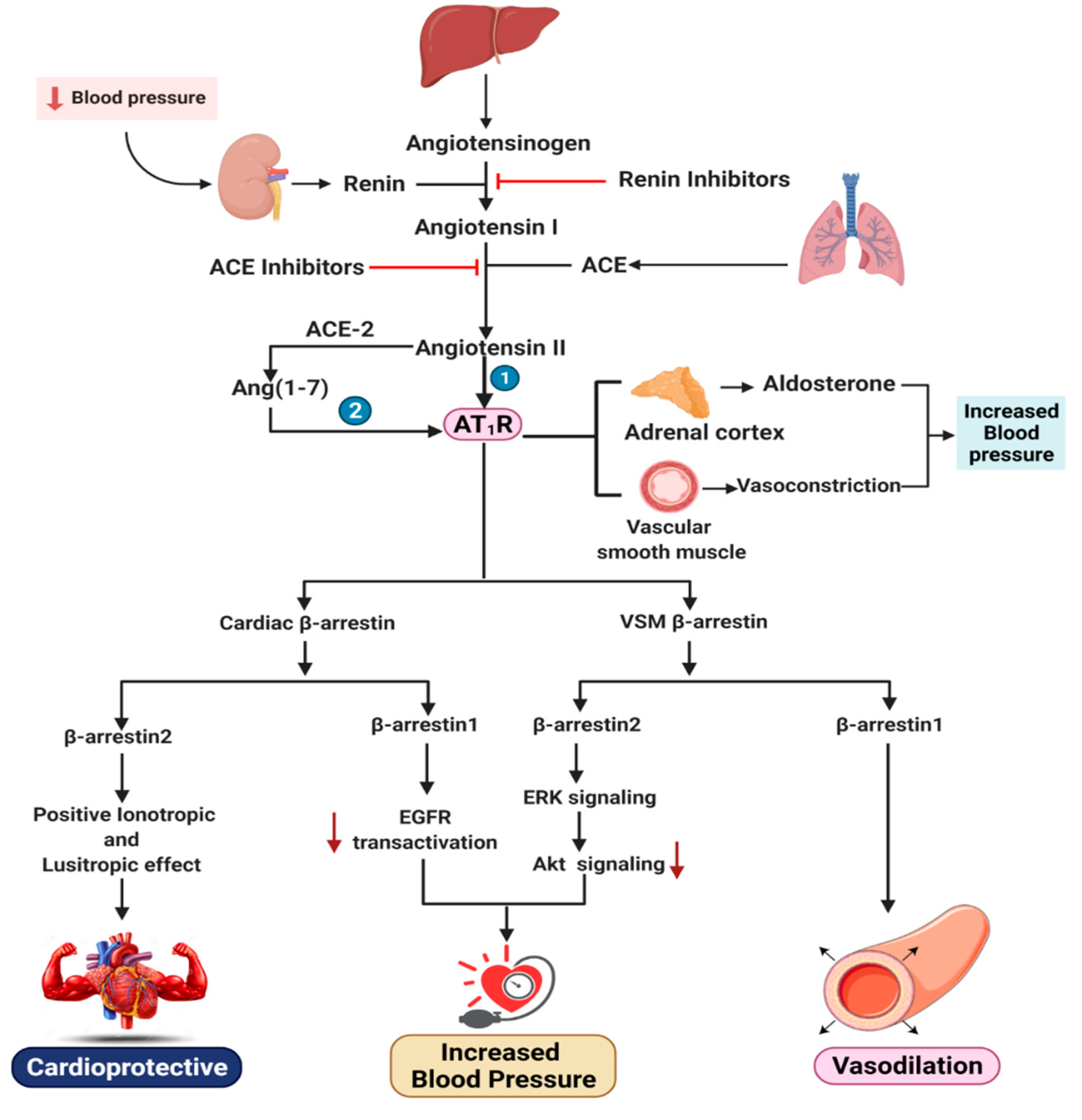 Pharmaceutics 13 00838 g002 Pharmaceutics 13 00838 g002