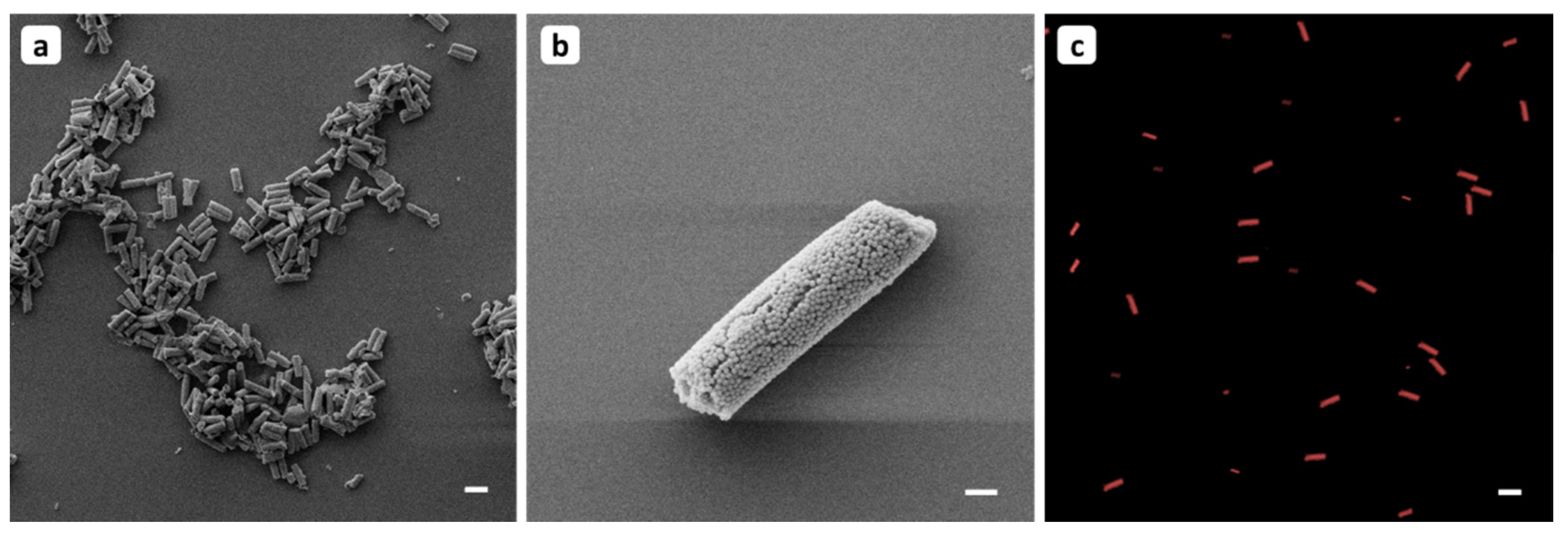 Pharmaceutics 13 00844 g001